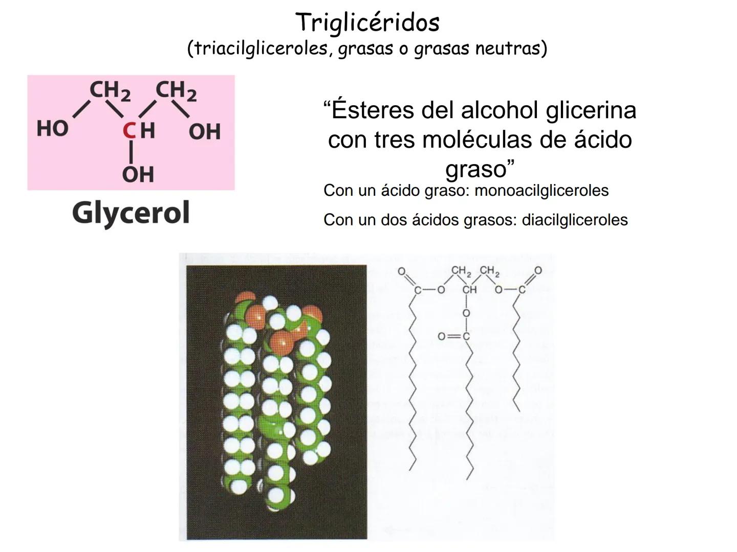 # Fundamentos de Bioquímica
Lípidos
FLUID
Phosphatidyl
Choline Bilayer
Carbon/Palmitic
Nitrogen Oleic
Oxygen
Water Oxygens
Phosphorus
H