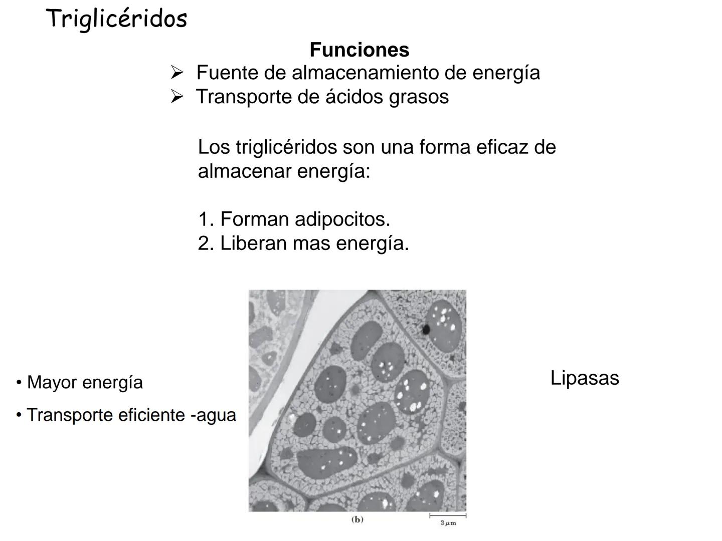 # Fundamentos de Bioquímica
Lípidos
FLUID
Phosphatidyl
Choline Bilayer
Carbon/Palmitic
Nitrogen Oleic
Oxygen
Water Oxygens
Phosphorus
H