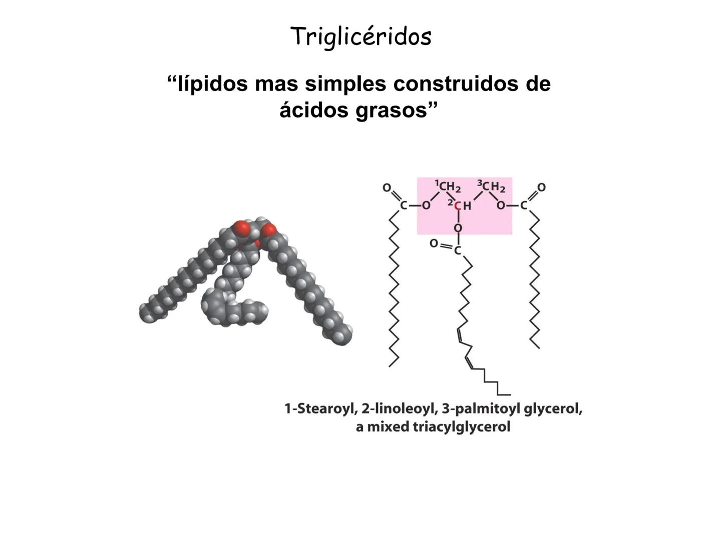 # Fundamentos de Bioquímica
Lípidos
FLUID
Phosphatidyl
Choline Bilayer
Carbon/Palmitic
Nitrogen Oleic
Oxygen
Water Oxygens
Phosphorus
H