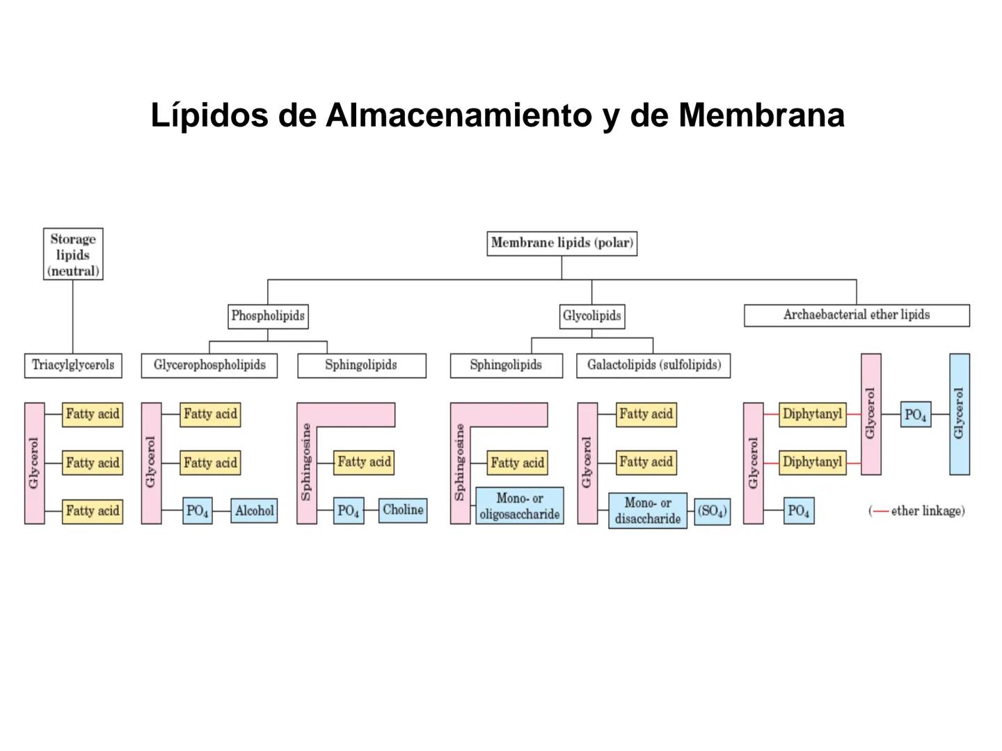 # Fundamentos de Bioquímica
Lípidos
FLUID
Phosphatidyl
Choline Bilayer
Carbon/Palmitic
Nitrogen Oleic
Oxygen
Water Oxygens
Phosphorus
H