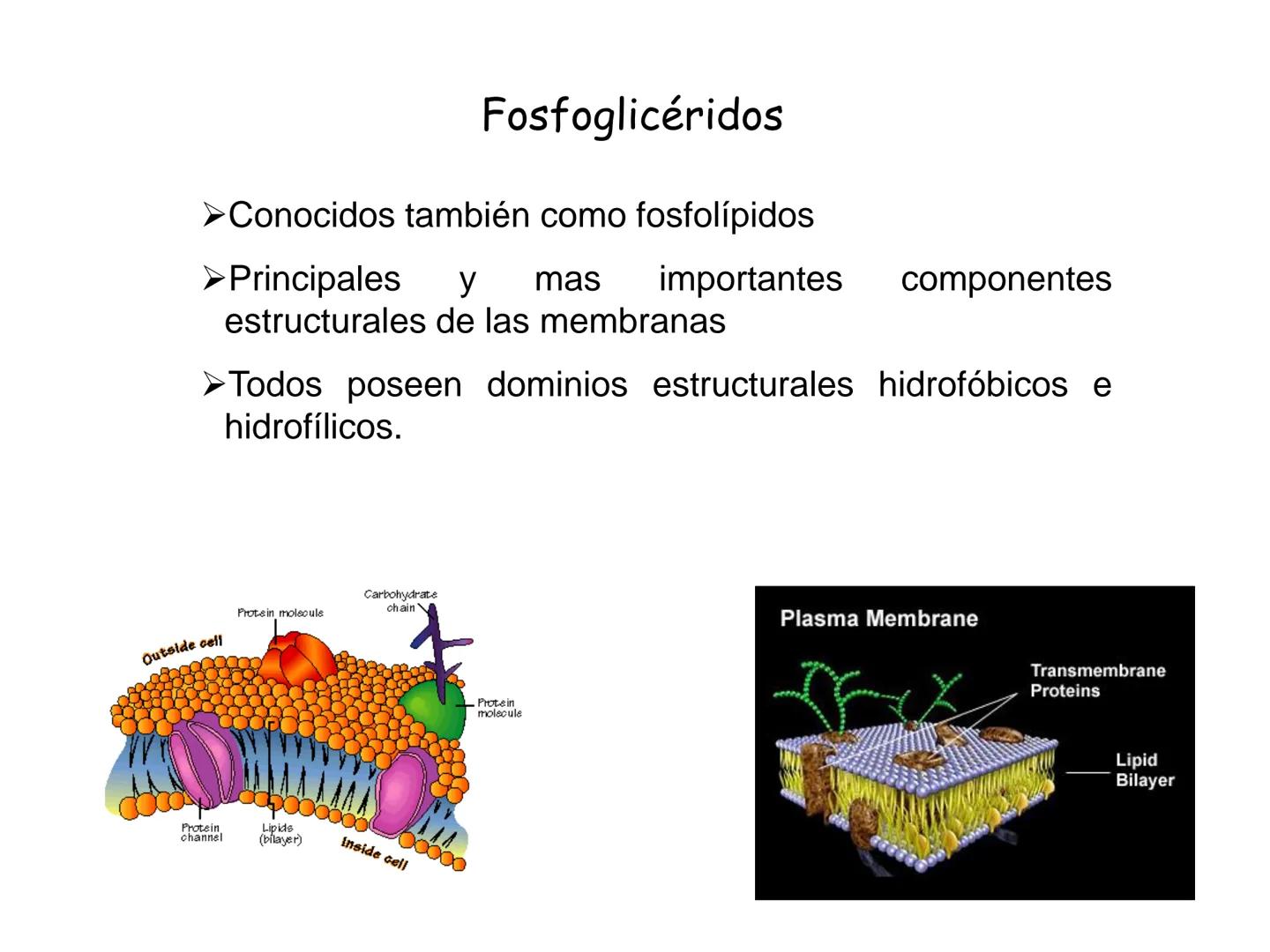 # Fundamentos de Bioquímica
Lípidos
FLUID
Phosphatidyl
Choline Bilayer
Carbon/Palmitic
Nitrogen Oleic
Oxygen
Water Oxygens
Phosphorus
H