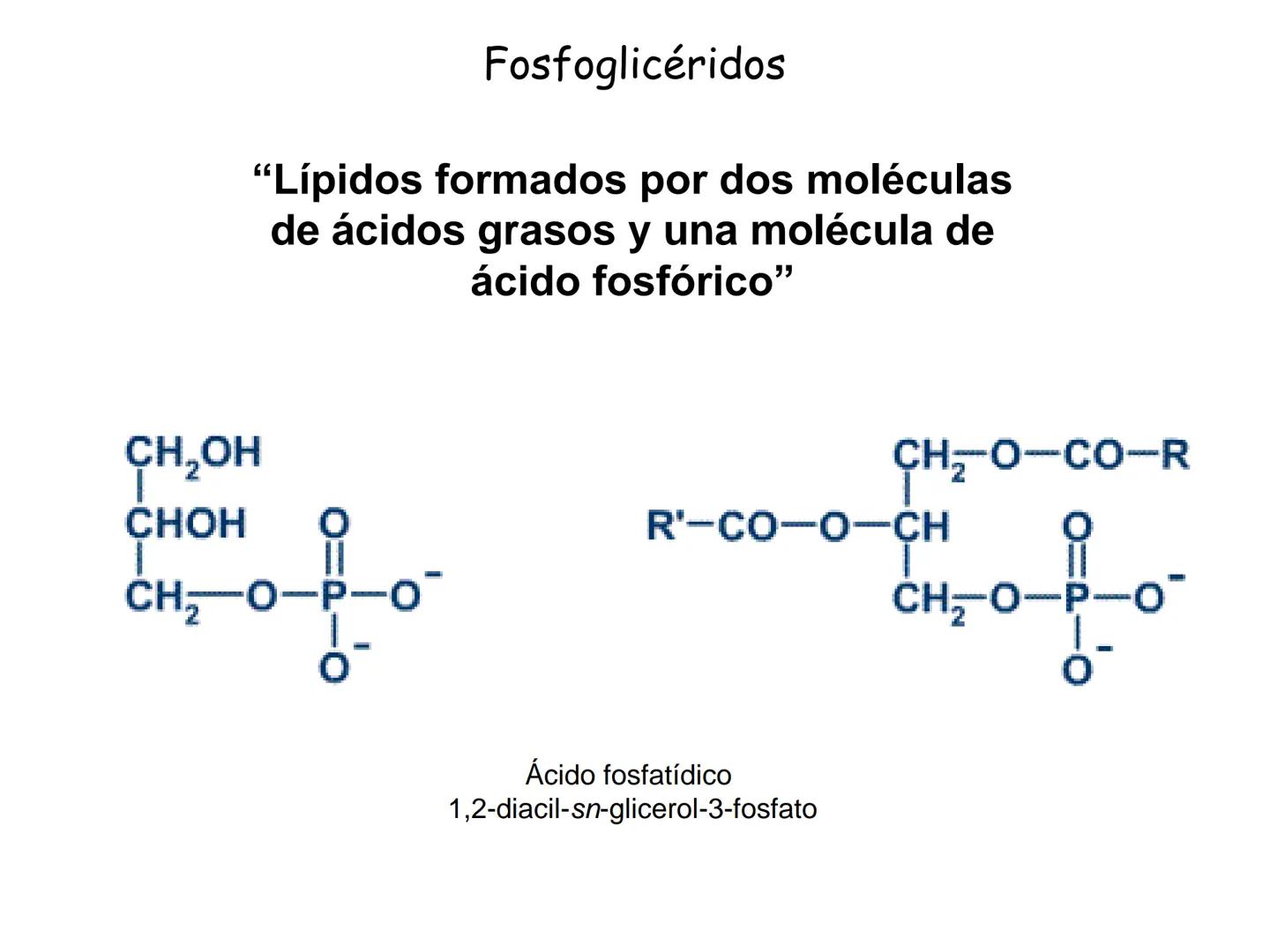 # Fundamentos de Bioquímica
Lípidos
FLUID
Phosphatidyl
Choline Bilayer
Carbon/Palmitic
Nitrogen Oleic
Oxygen
Water Oxygens
Phosphorus
H
