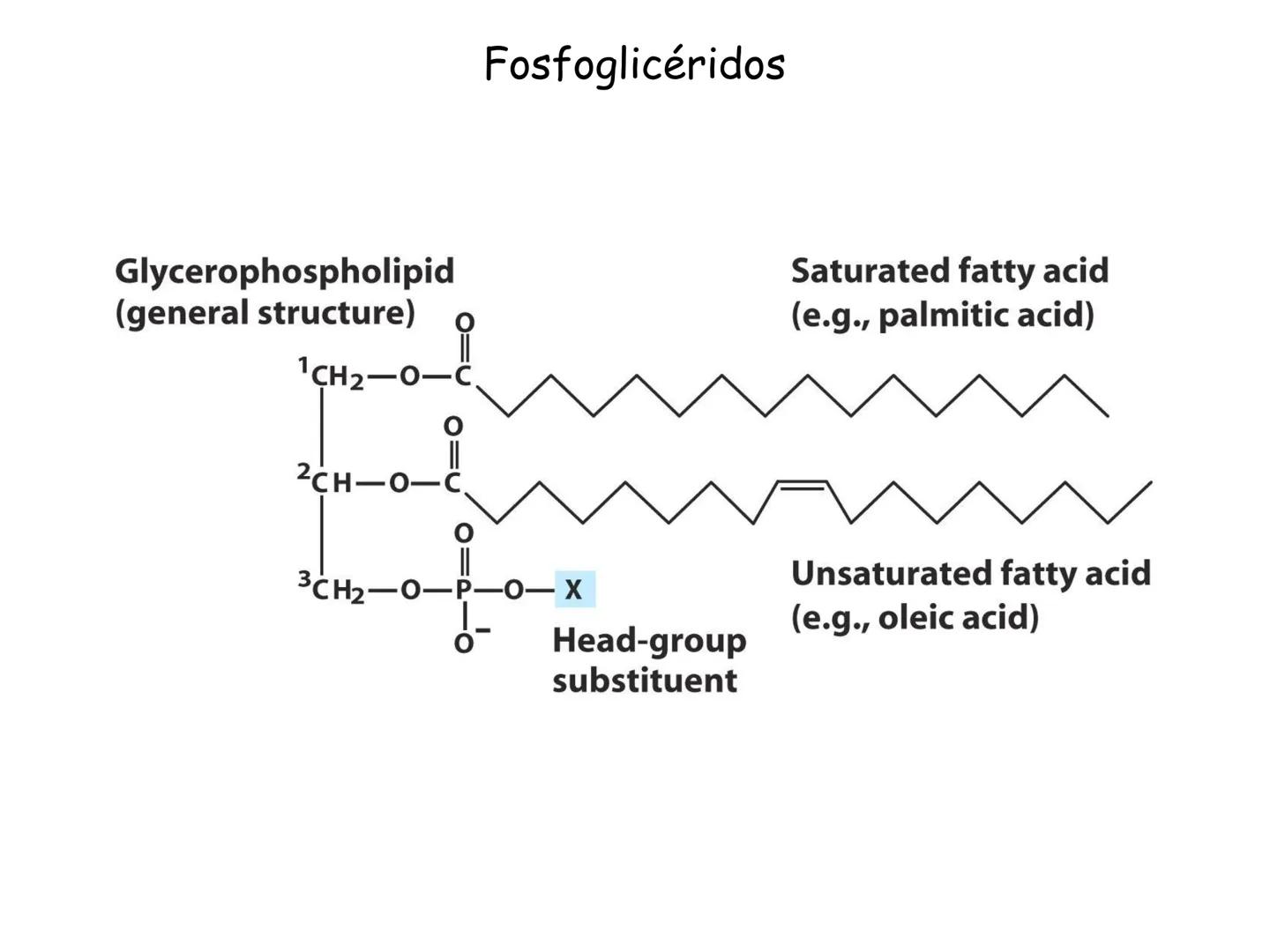 # Fundamentos de Bioquímica
Lípidos
FLUID
Phosphatidyl
Choline Bilayer
Carbon/Palmitic
Nitrogen Oleic
Oxygen
Water Oxygens
Phosphorus
H