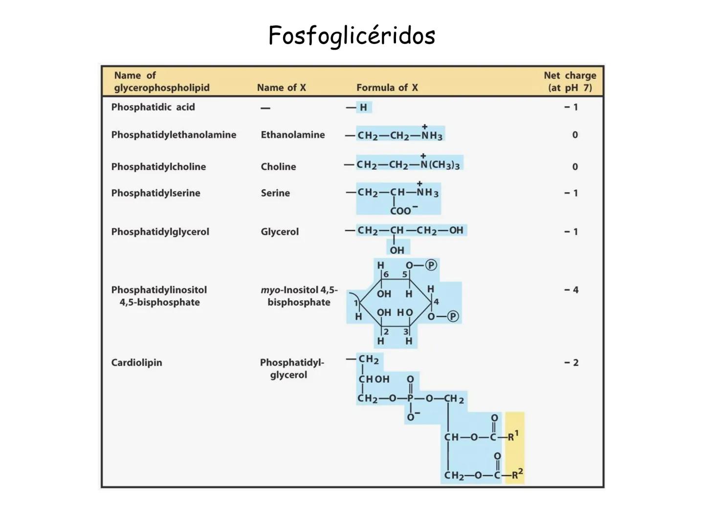 # Fundamentos de Bioquímica
Lípidos
FLUID
Phosphatidyl
Choline Bilayer
Carbon/Palmitic
Nitrogen Oleic
Oxygen
Water Oxygens
Phosphorus
H