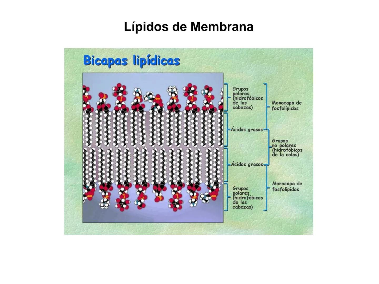 # Fundamentos de Bioquímica
Lípidos
FLUID
Phosphatidyl
Choline Bilayer
Carbon/Palmitic
Nitrogen Oleic
Oxygen
Water Oxygens
Phosphorus
H