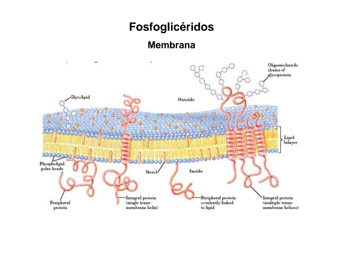 # Fundamentos de Bioquímica
Lípidos
FLUID
Phosphatidyl
Choline Bilayer
Carbon/Palmitic
Nitrogen Oleic
Oxygen
Water Oxygens
Phosphorus
H