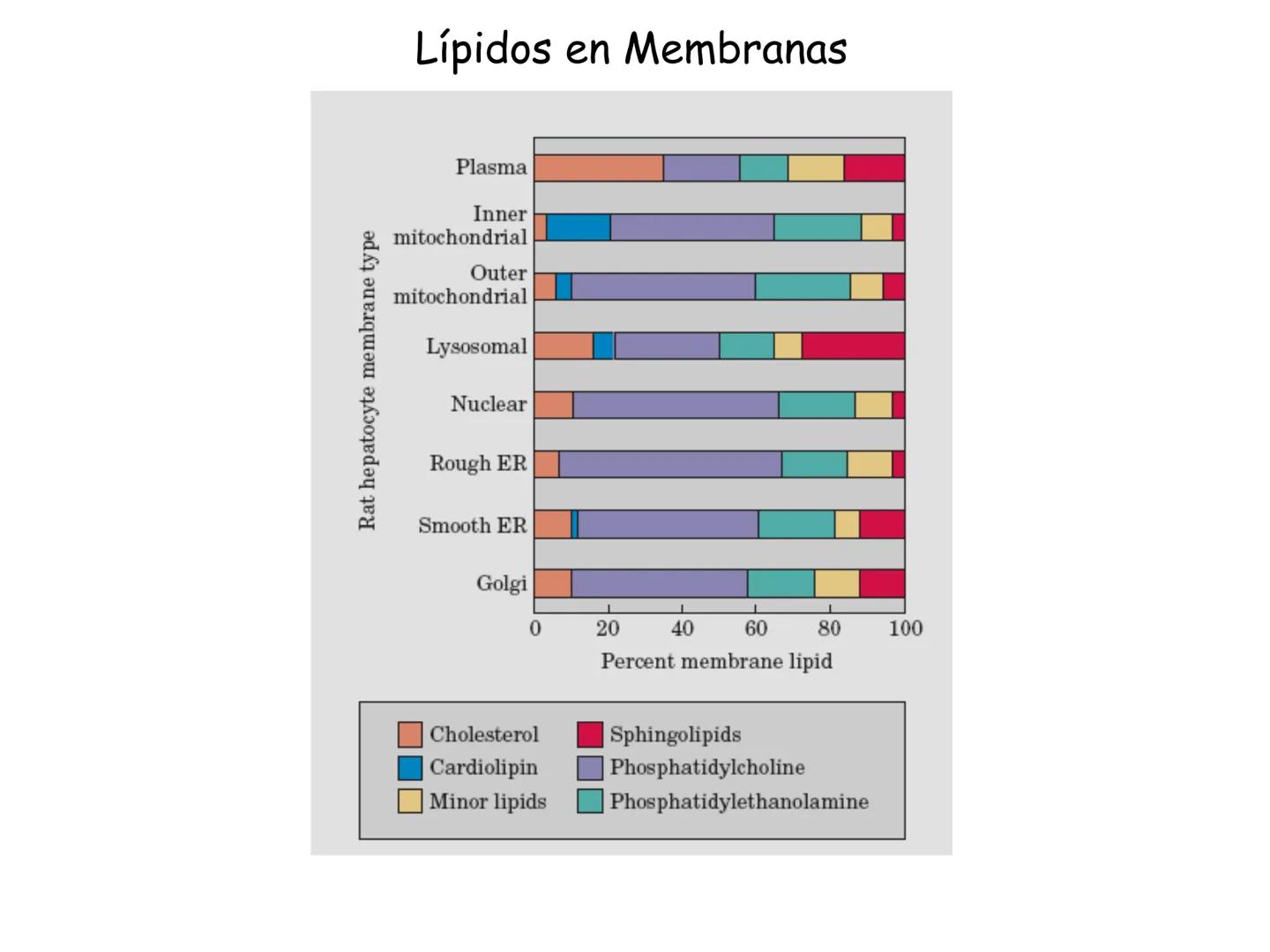 # Fundamentos de Bioquímica
Lípidos
FLUID
Phosphatidyl
Choline Bilayer
Carbon/Palmitic
Nitrogen Oleic
Oxygen
Water Oxygens
Phosphorus
H