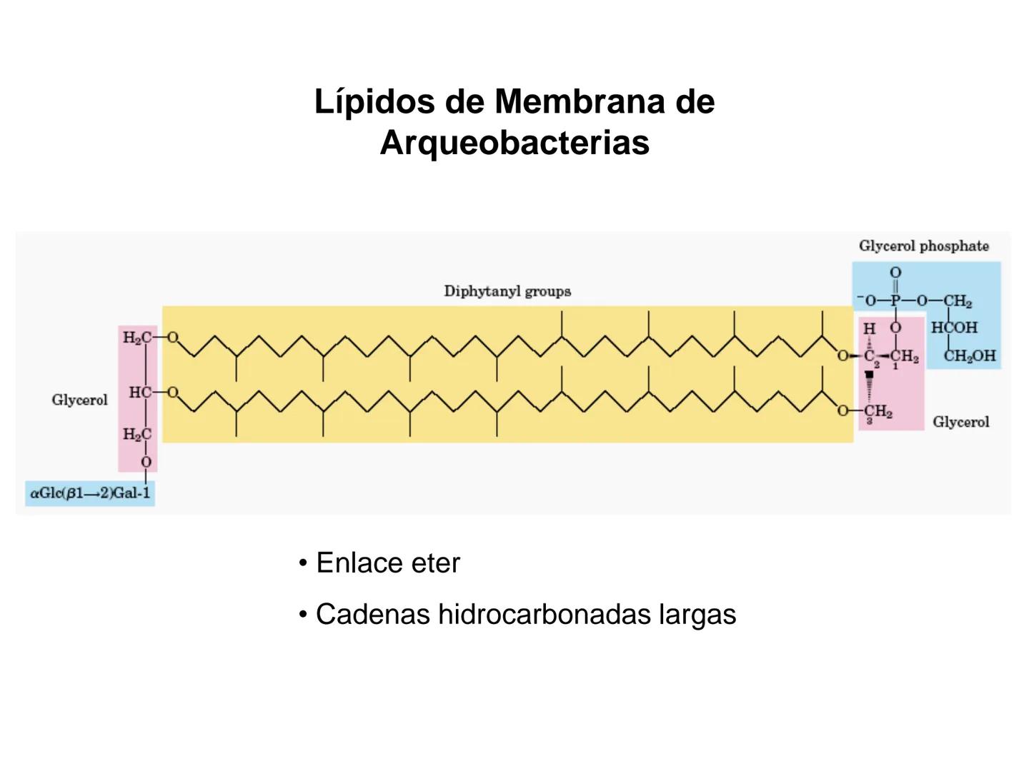 # Fundamentos de Bioquímica
Lípidos
FLUID
Phosphatidyl
Choline Bilayer
Carbon/Palmitic
Nitrogen Oleic
Oxygen
Water Oxygens
Phosphorus
H