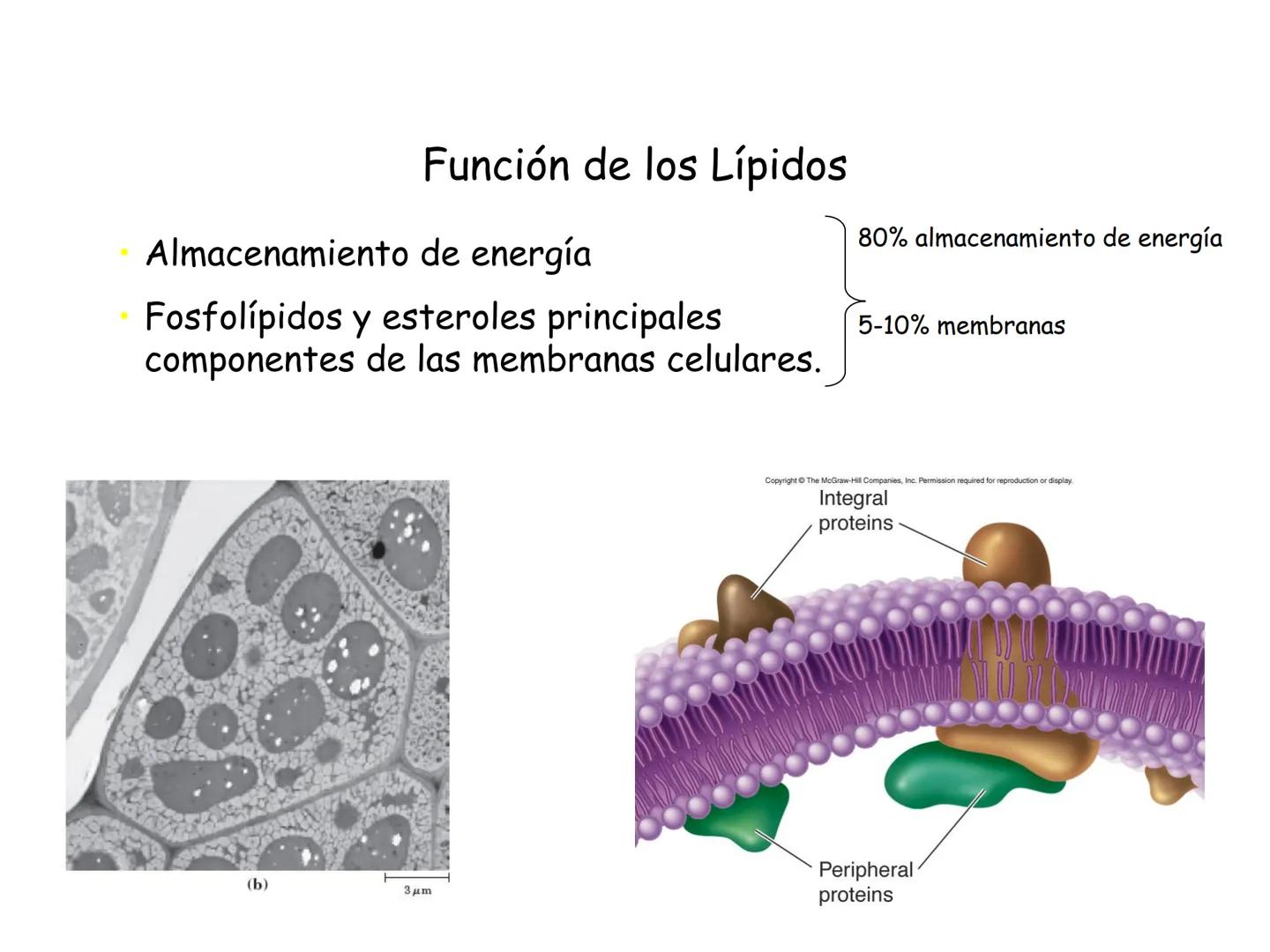 # Fundamentos de Bioquímica
Lípidos
FLUID
Phosphatidyl
Choline Bilayer
Carbon/Palmitic
Nitrogen Oleic
Oxygen
Water Oxygens
Phosphorus
H