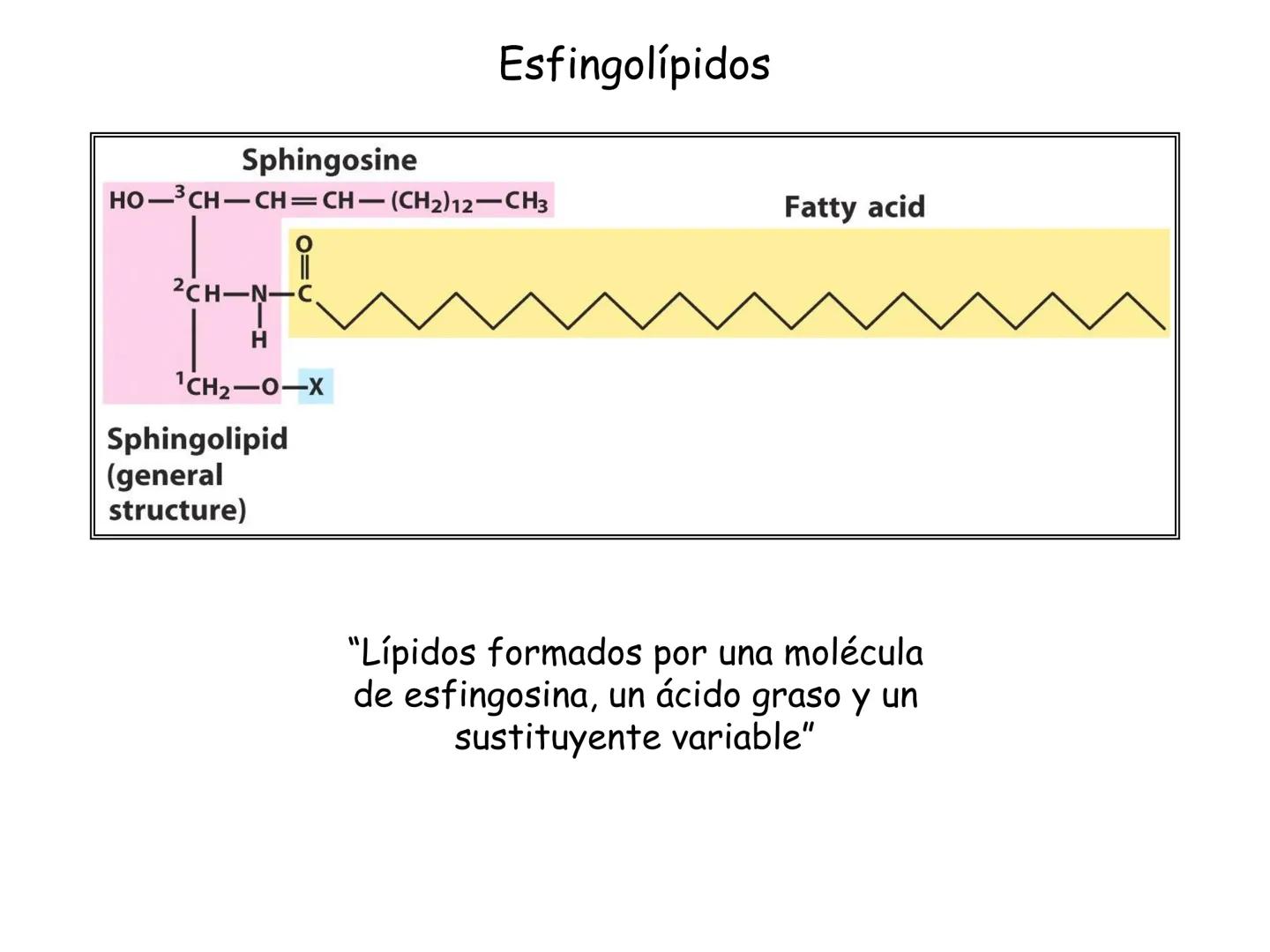 # Fundamentos de Bioquímica
Lípidos
FLUID
Phosphatidyl
Choline Bilayer
Carbon/Palmitic
Nitrogen Oleic
Oxygen
Water Oxygens
Phosphorus
H