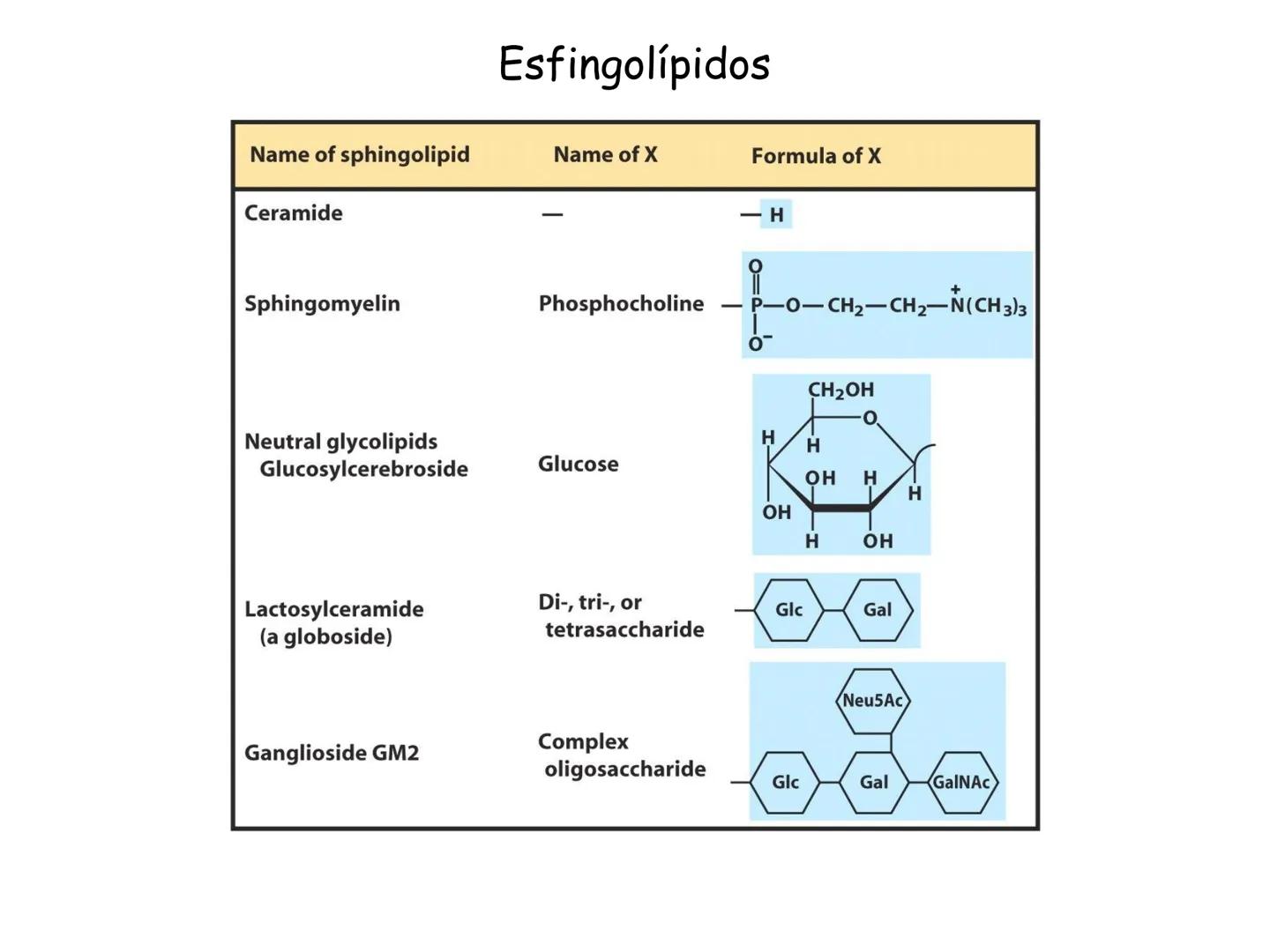 # Fundamentos de Bioquímica
Lípidos
FLUID
Phosphatidyl
Choline Bilayer
Carbon/Palmitic
Nitrogen Oleic
Oxygen
Water Oxygens
Phosphorus
H