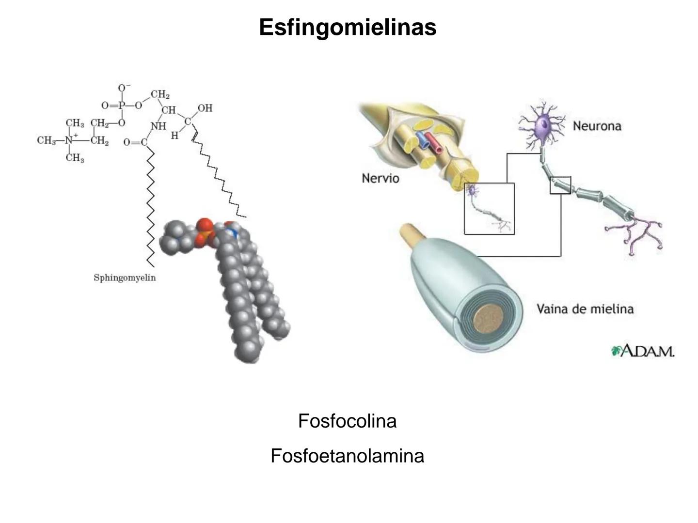 # Fundamentos de Bioquímica
Lípidos
FLUID
Phosphatidyl
Choline Bilayer
Carbon/Palmitic
Nitrogen Oleic
Oxygen
Water Oxygens
Phosphorus
H