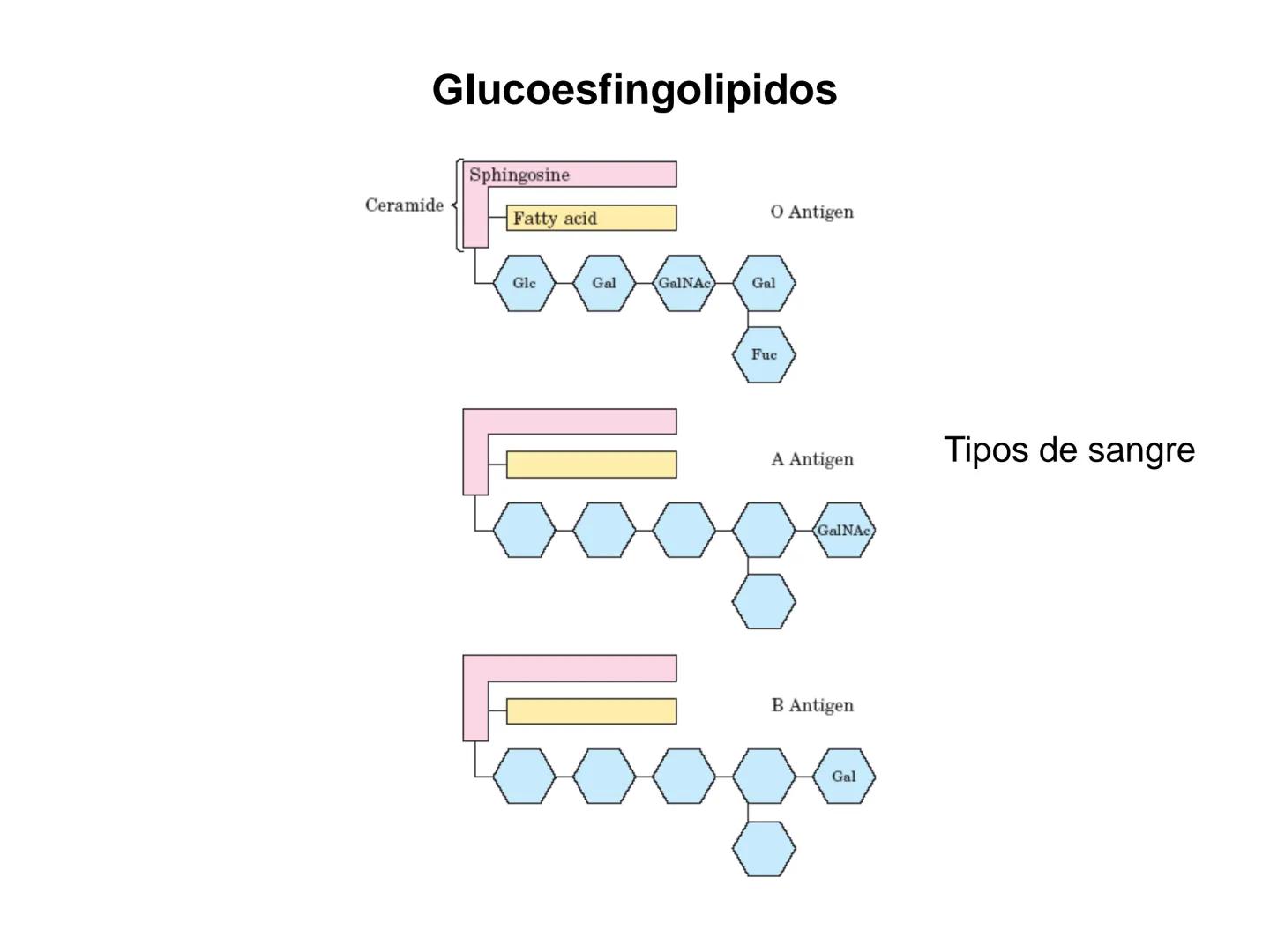 # Fundamentos de Bioquímica
Lípidos
FLUID
Phosphatidyl
Choline Bilayer
Carbon/Palmitic
Nitrogen Oleic
Oxygen
Water Oxygens
Phosphorus
H