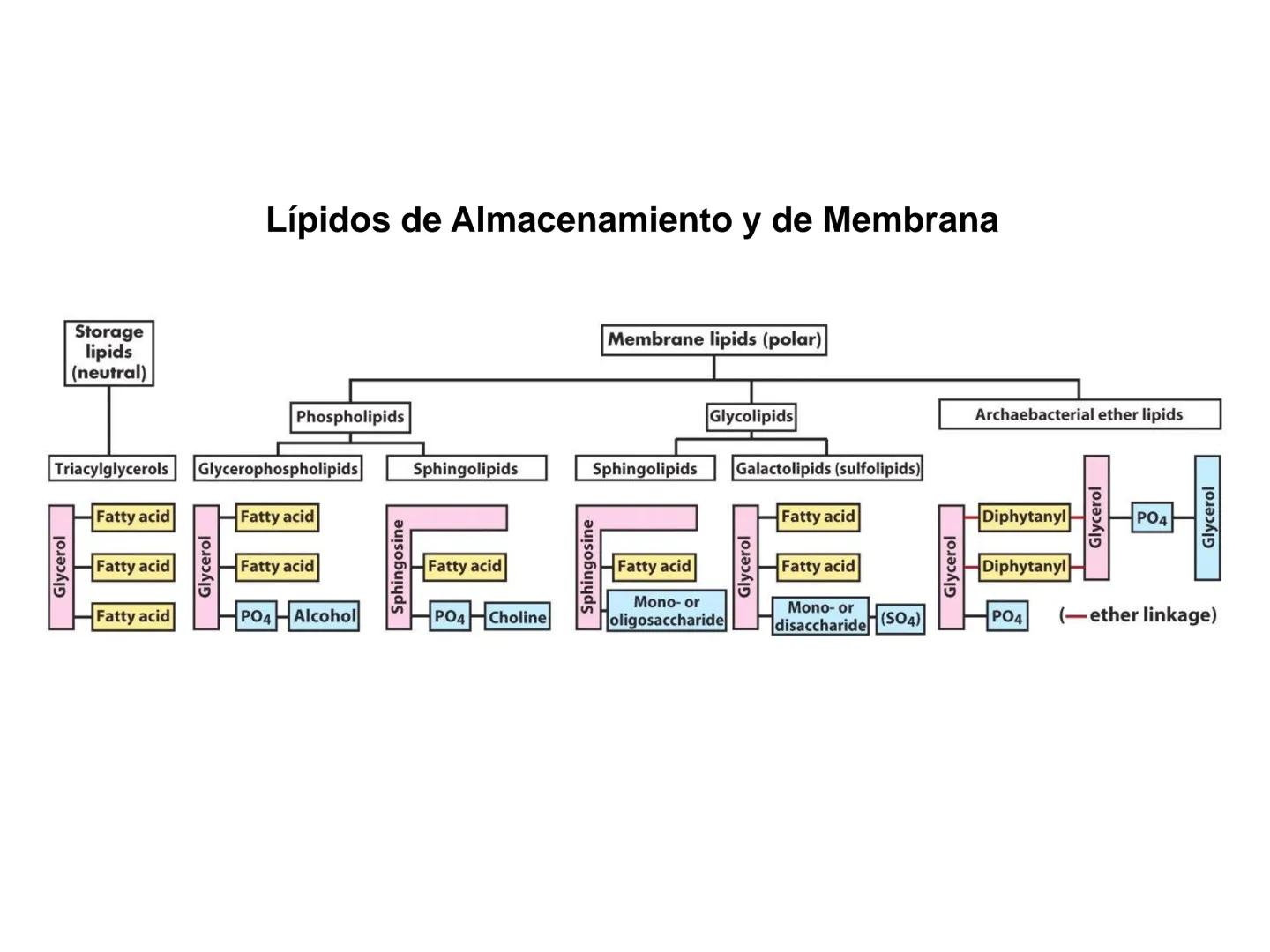 # Fundamentos de Bioquímica
Lípidos
FLUID
Phosphatidyl
Choline Bilayer
Carbon/Palmitic
Nitrogen Oleic
Oxygen
Water Oxygens
Phosphorus
H