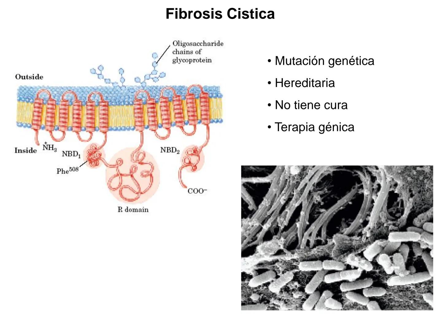 # Fundamentos de Bioquímica
Lípidos
FLUID
Phosphatidyl
Choline Bilayer
Carbon/Palmitic
Nitrogen Oleic
Oxygen
Water Oxygens
Phosphorus
H
