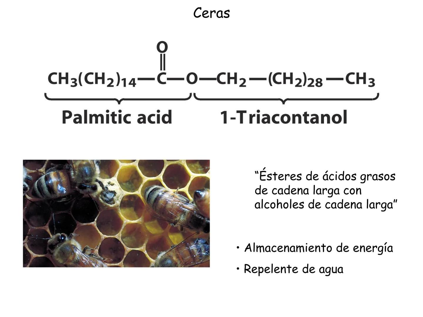 # Fundamentos de Bioquímica
Lípidos
FLUID
Phosphatidyl
Choline Bilayer
Carbon/Palmitic
Nitrogen Oleic
Oxygen
Water Oxygens
Phosphorus
H