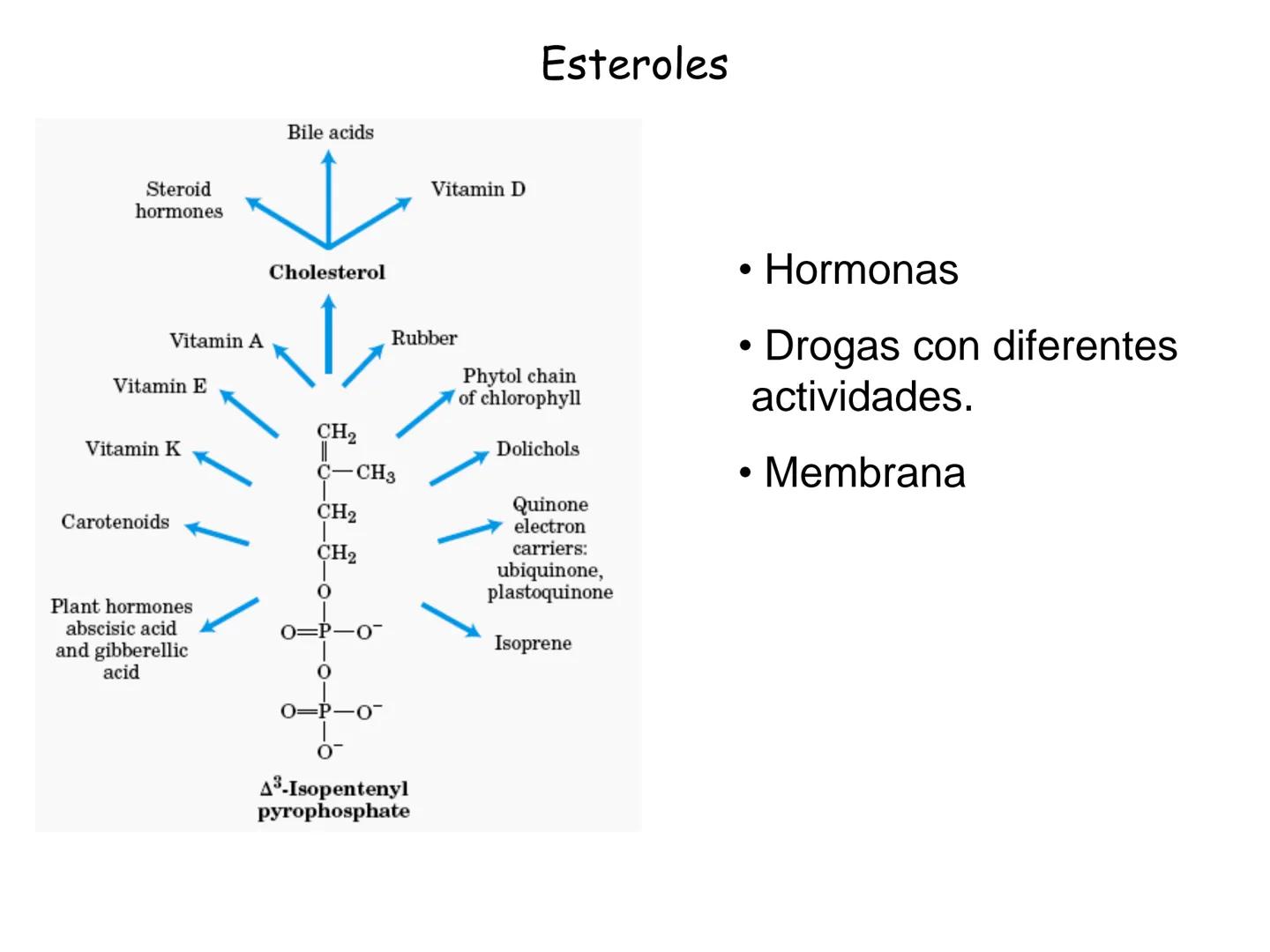 # Fundamentos de Bioquímica
Lípidos
FLUID
Phosphatidyl
Choline Bilayer
Carbon/Palmitic
Nitrogen Oleic
Oxygen
Water Oxygens
Phosphorus
H