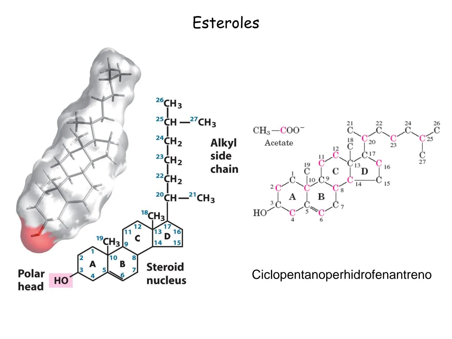 # Fundamentos de Bioquímica
Lípidos
FLUID
Phosphatidyl
Choline Bilayer
Carbon/Palmitic
Nitrogen Oleic
Oxygen
Water Oxygens
Phosphorus
H