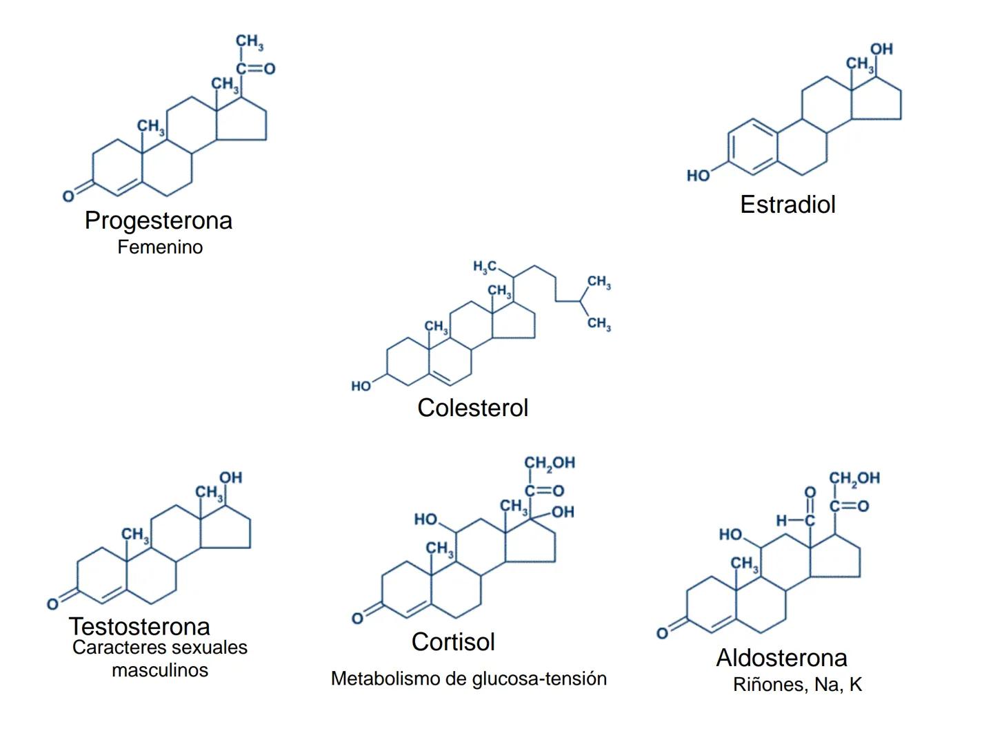 # Fundamentos de Bioquímica
Lípidos
FLUID
Phosphatidyl
Choline Bilayer
Carbon/Palmitic
Nitrogen Oleic
Oxygen
Water Oxygens
Phosphorus
H