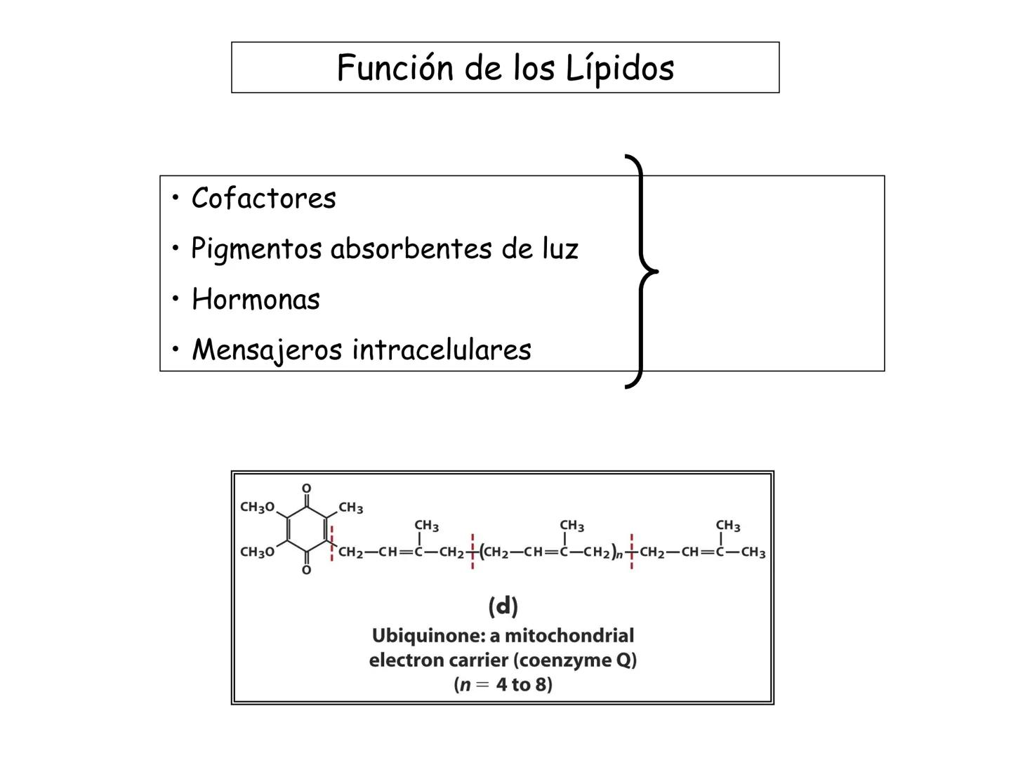 # Fundamentos de Bioquímica
Lípidos
FLUID
Phosphatidyl
Choline Bilayer
Carbon/Palmitic
Nitrogen Oleic
Oxygen
Water Oxygens
Phosphorus
H