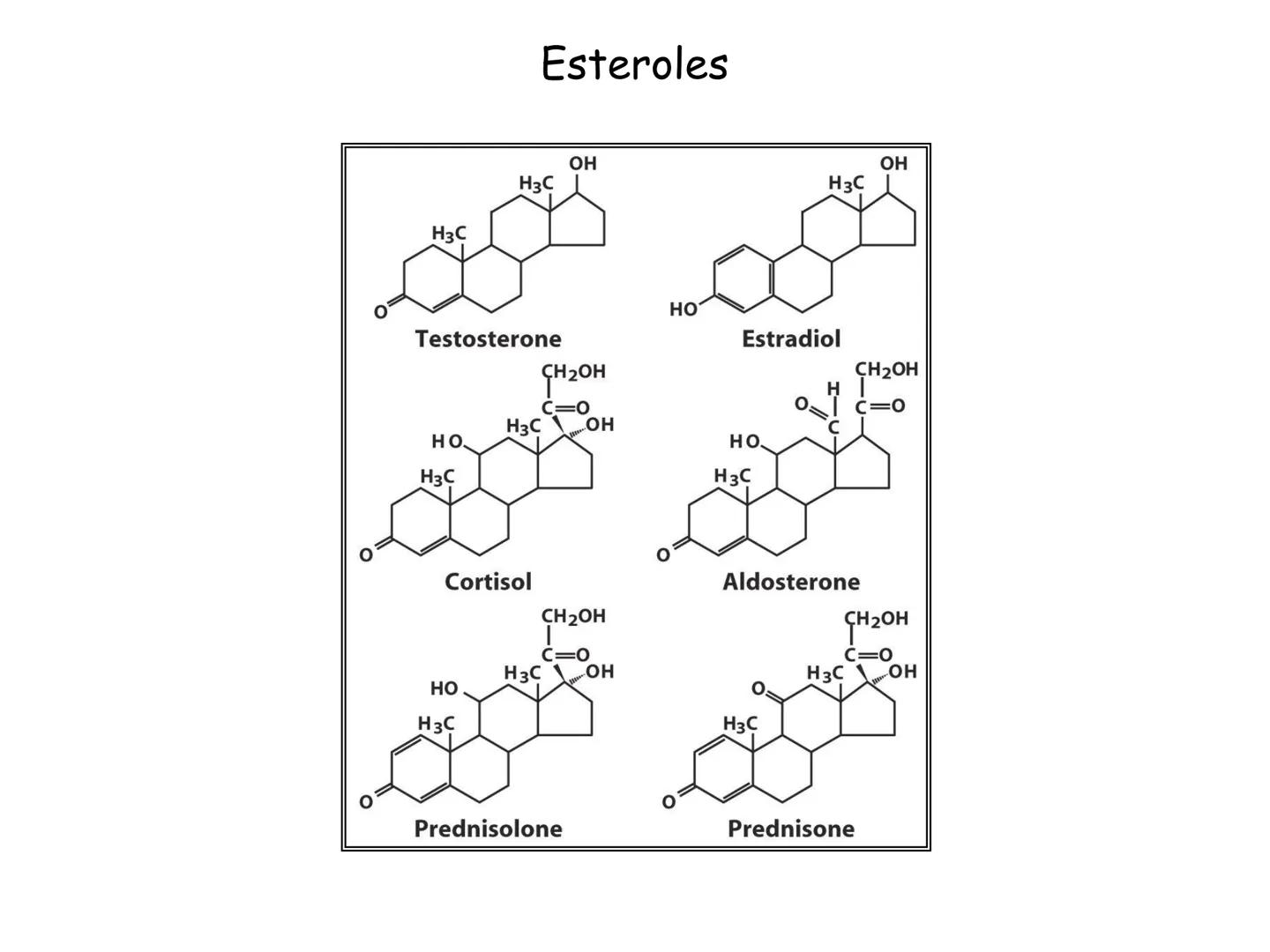 # Fundamentos de Bioquímica
Lípidos
FLUID
Phosphatidyl
Choline Bilayer
Carbon/Palmitic
Nitrogen Oleic
Oxygen
Water Oxygens
Phosphorus
H