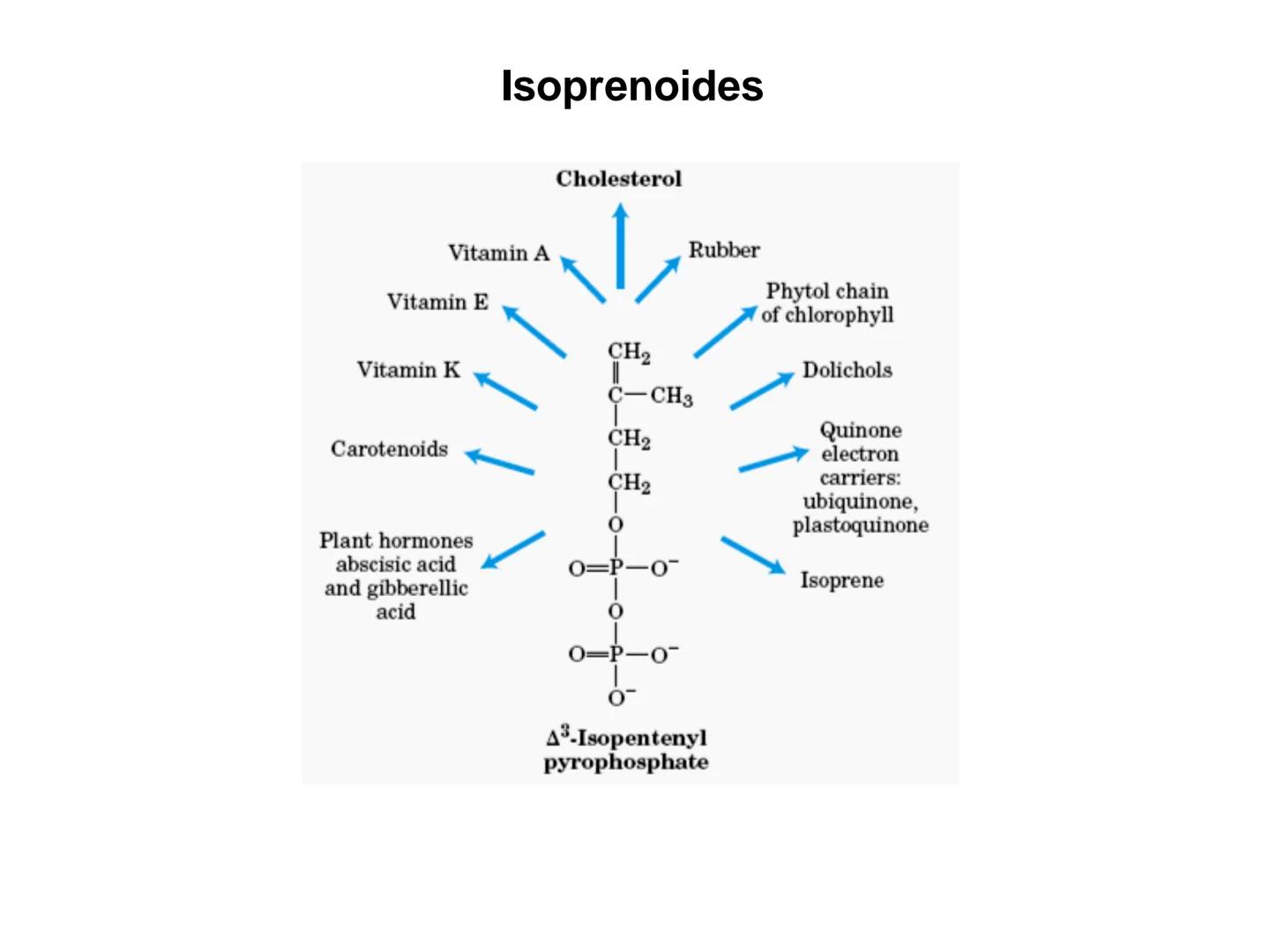 # Fundamentos de Bioquímica
Lípidos
FLUID
Phosphatidyl
Choline Bilayer
Carbon/Palmitic
Nitrogen Oleic
Oxygen
Water Oxygens
Phosphorus
H