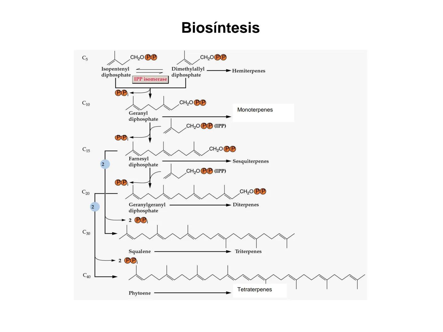 # Fundamentos de Bioquímica
Lípidos
FLUID
Phosphatidyl
Choline Bilayer
Carbon/Palmitic
Nitrogen Oleic
Oxygen
Water Oxygens
Phosphorus
H