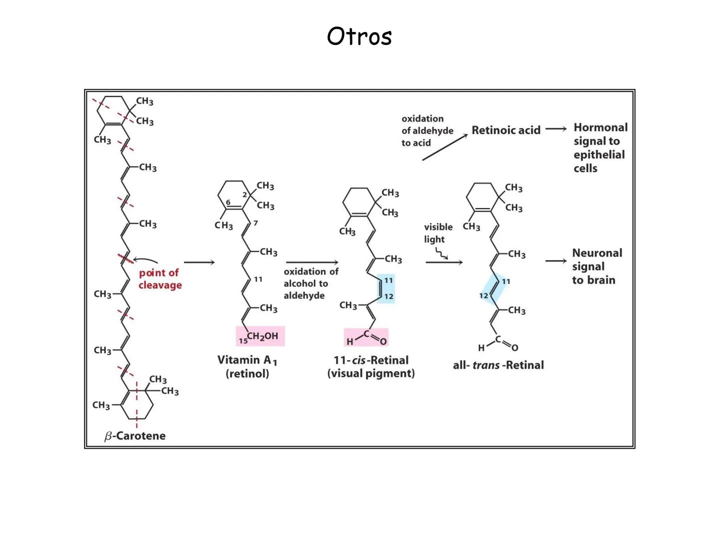 # Fundamentos de Bioquímica
Lípidos
FLUID
Phosphatidyl
Choline Bilayer
Carbon/Palmitic
Nitrogen Oleic
Oxygen
Water Oxygens
Phosphorus
H