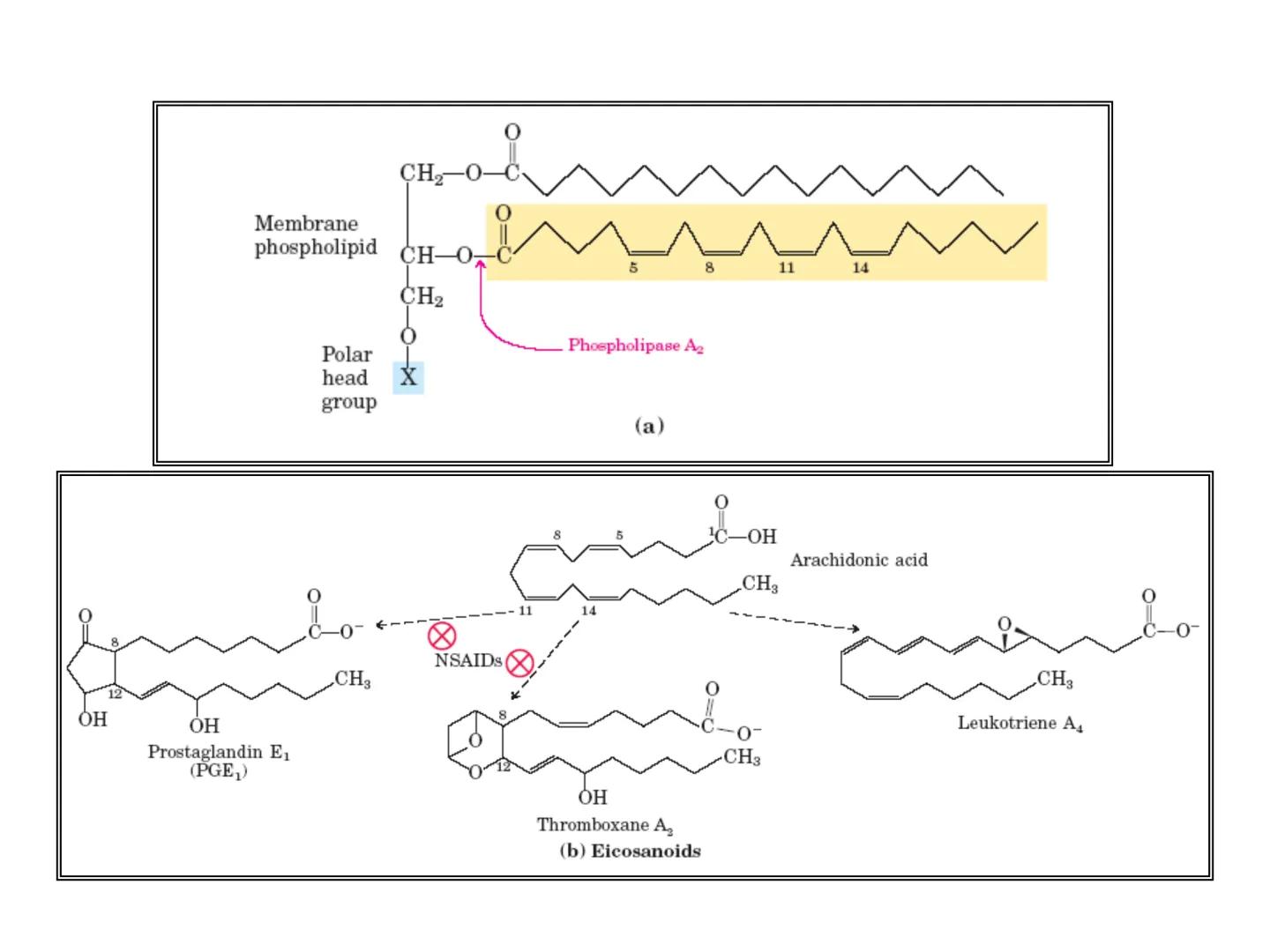 # Fundamentos de Bioquímica
Lípidos
FLUID
Phosphatidyl
Choline Bilayer
Carbon/Palmitic
Nitrogen Oleic
Oxygen
Water Oxygens
Phosphorus
H