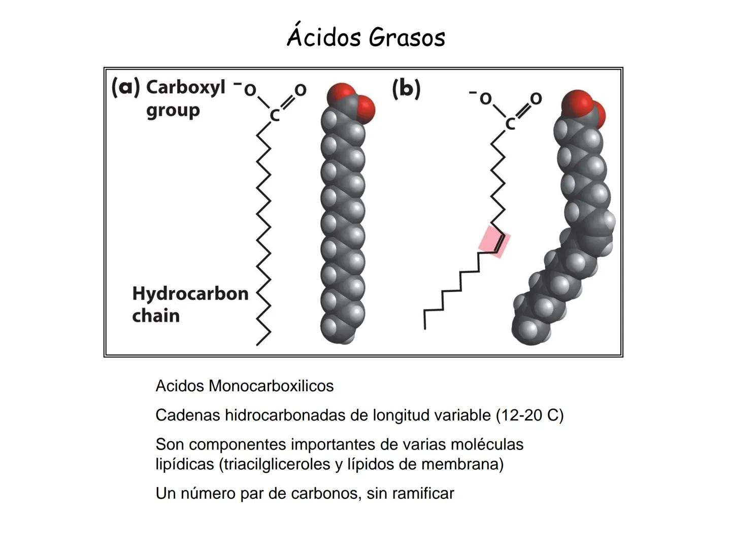 # Fundamentos de Bioquímica
Lípidos
FLUID
Phosphatidyl
Choline Bilayer
Carbon/Palmitic
Nitrogen Oleic
Oxygen
Water Oxygens
Phosphorus
H