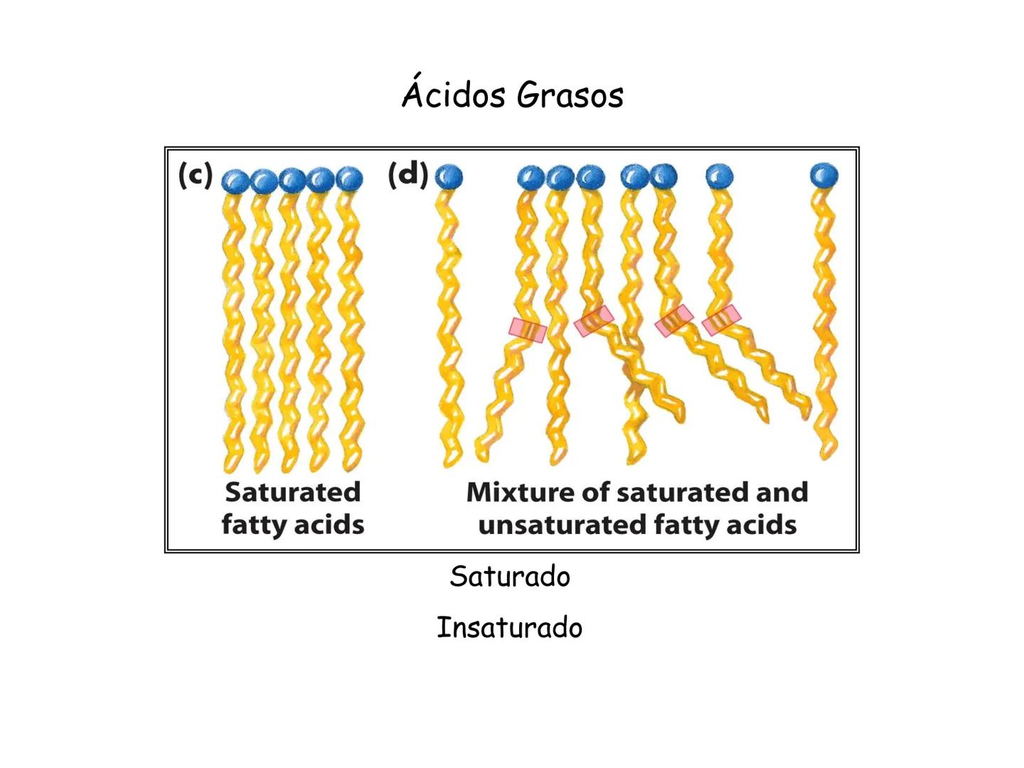 # Fundamentos de Bioquímica
Lípidos
FLUID
Phosphatidyl
Choline Bilayer
Carbon/Palmitic
Nitrogen Oleic
Oxygen
Water Oxygens
Phosphorus
H