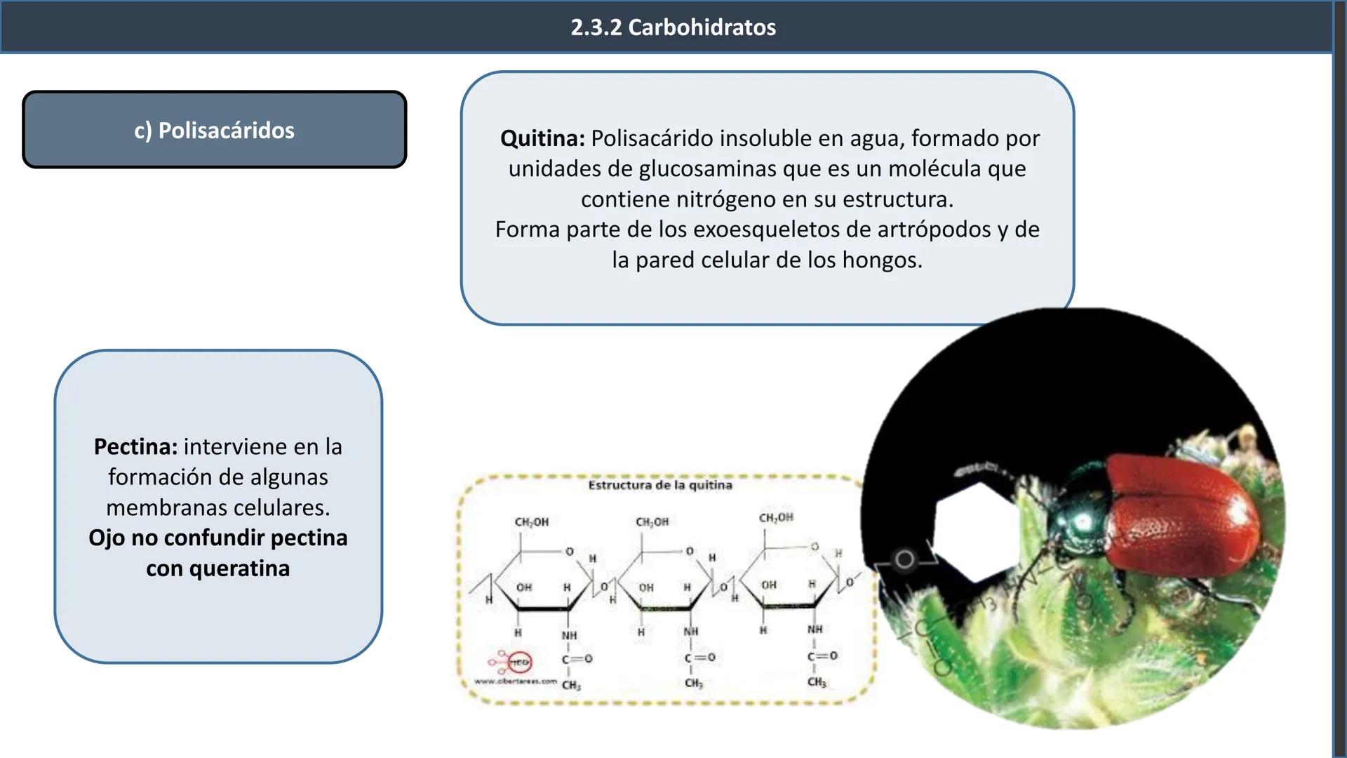 ## 2.3 Biomoléculas orgánicas
2.3.1 Definición y características
generales
Inorgánicas
¿Recuerdas
esta
clasificación?
Biomoléculas
Orgá