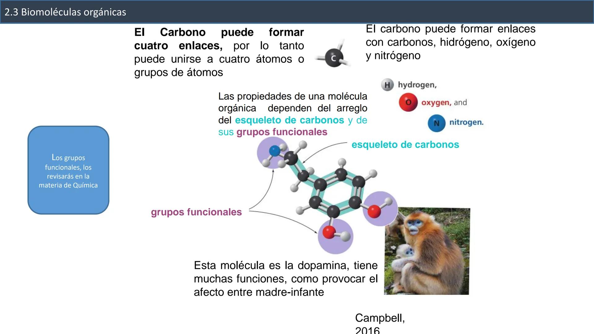 ## 2.3 Biomoléculas orgánicas
2.3.1 Definición y características
generales
Inorgánicas
¿Recuerdas
esta
clasificación?
Biomoléculas
Orgá