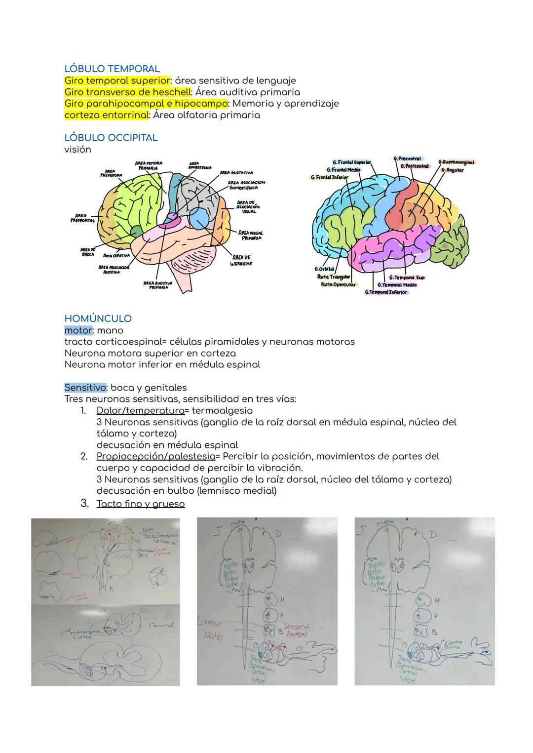 # NEUROANATOMÍA
SISTEMA NERVIOSO
★ Central: encéfalo y médula espinal
★ periférico: nervios craneales y espinales
CISURAS
constantes en