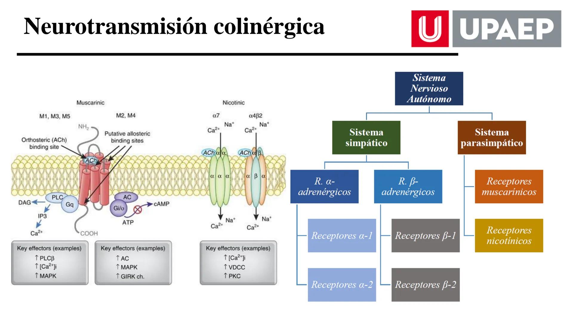 # UNIVERSIDAD POPULAR AUTÓNOMA
DEL ESTADO DE PUEBLA
Área: Ciencias Médicas
Licenciatura en Medicina Veterinaria y Zootecnia
Materia: Farm