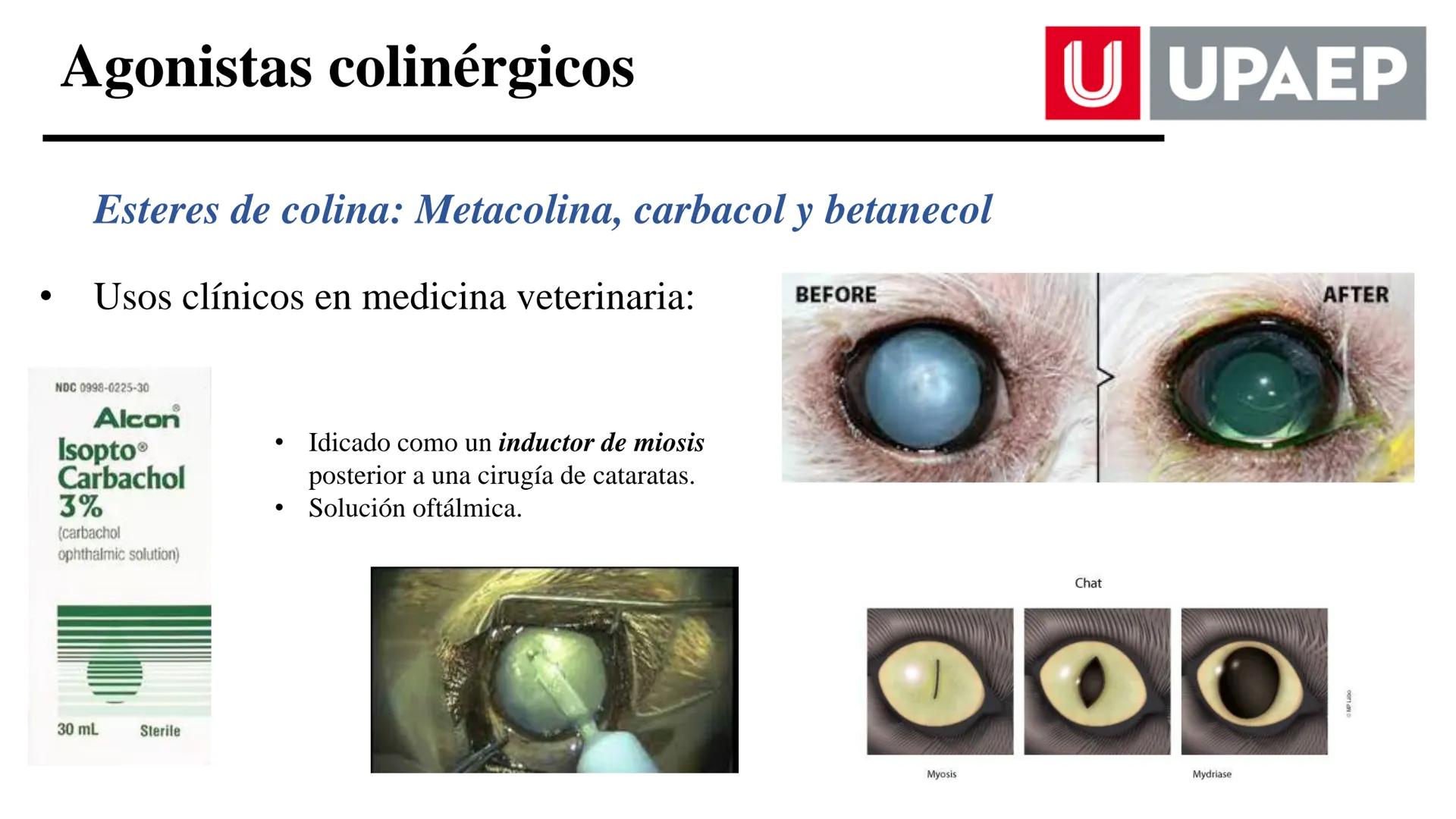 # UNIVERSIDAD POPULAR AUTÓNOMA
DEL ESTADO DE PUEBLA
Área: Ciencias Médicas
Licenciatura en Medicina Veterinaria y Zootecnia
Materia: Farm