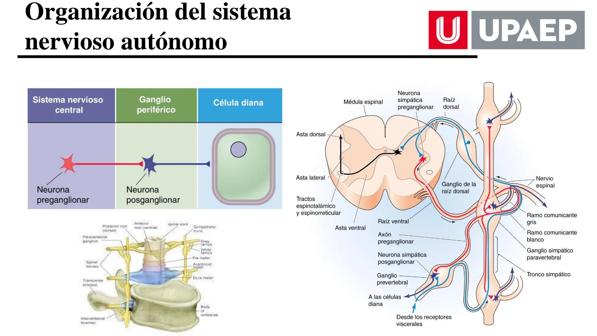 # UNIVERSIDAD POPULAR AUTÓNOMA
DEL ESTADO DE PUEBLA
Área: Ciencias Médicas
Licenciatura en Medicina Veterinaria y Zootecnia
Materia: Farm