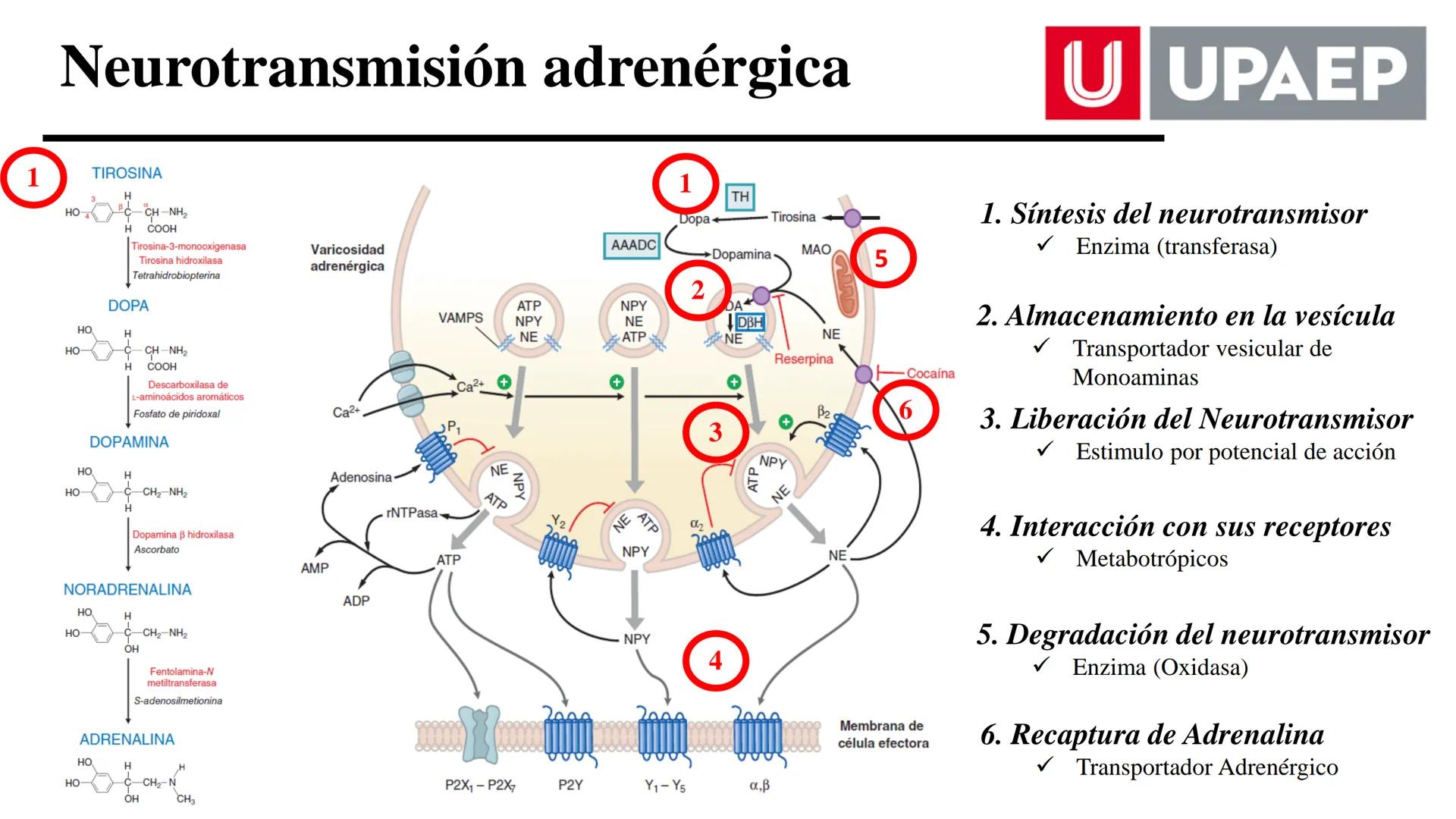 # UNIVERSIDAD POPULAR AUTÓNOMA
DEL ESTADO DE PUEBLA
Área: Ciencias Médicas
Licenciatura en Medicina Veterinaria y Zootecnia
Materia: Farm