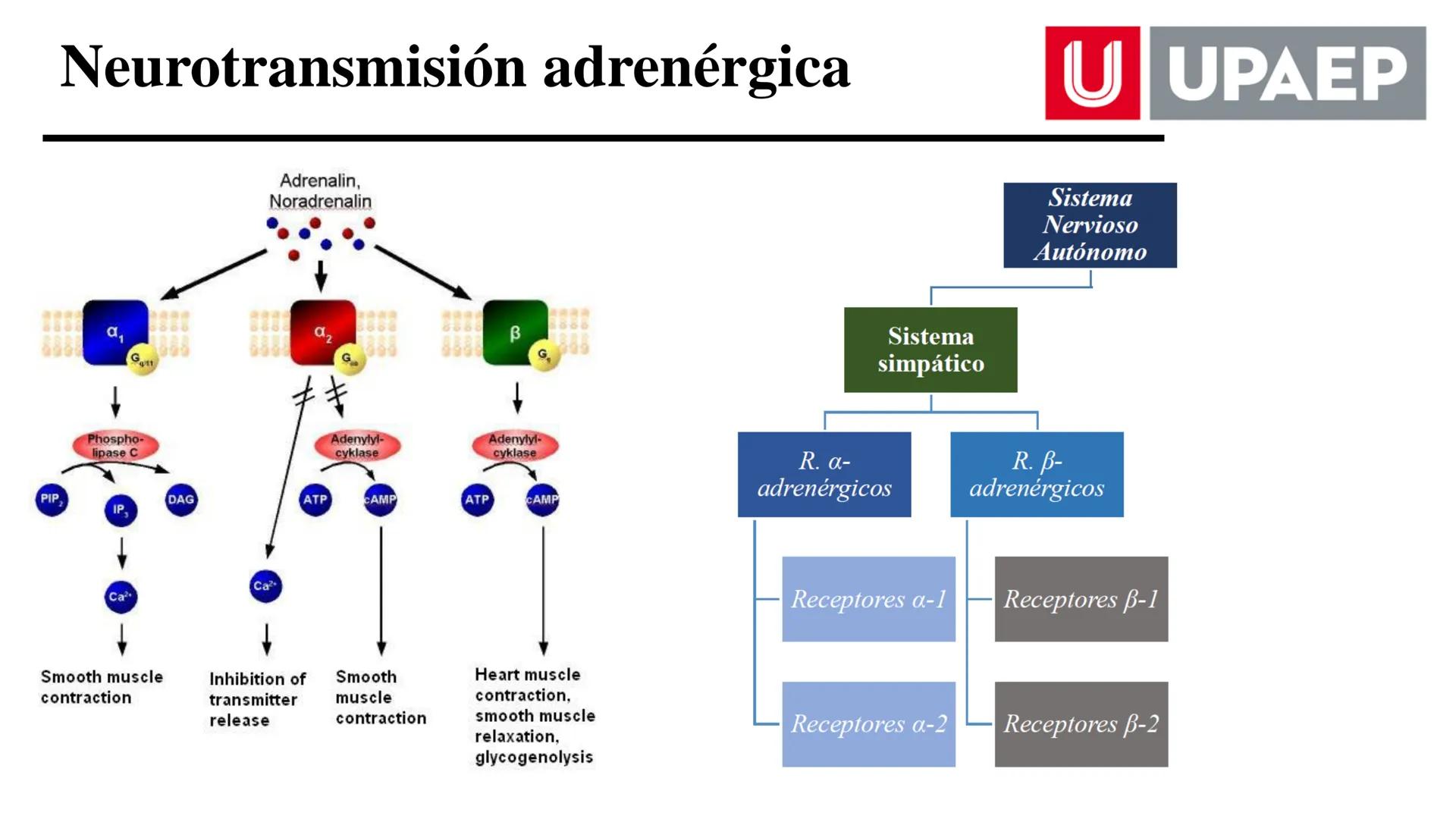 # UNIVERSIDAD POPULAR AUTÓNOMA
DEL ESTADO DE PUEBLA
Área: Ciencias Médicas
Licenciatura en Medicina Veterinaria y Zootecnia
Materia: Farm