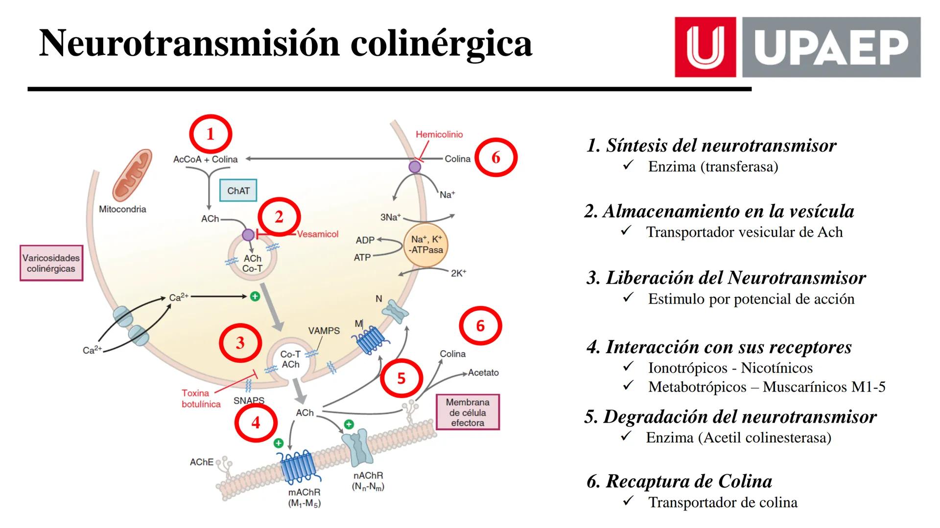 # UNIVERSIDAD POPULAR AUTÓNOMA
DEL ESTADO DE PUEBLA
Área: Ciencias Médicas
Licenciatura en Medicina Veterinaria y Zootecnia
Materia: Farm