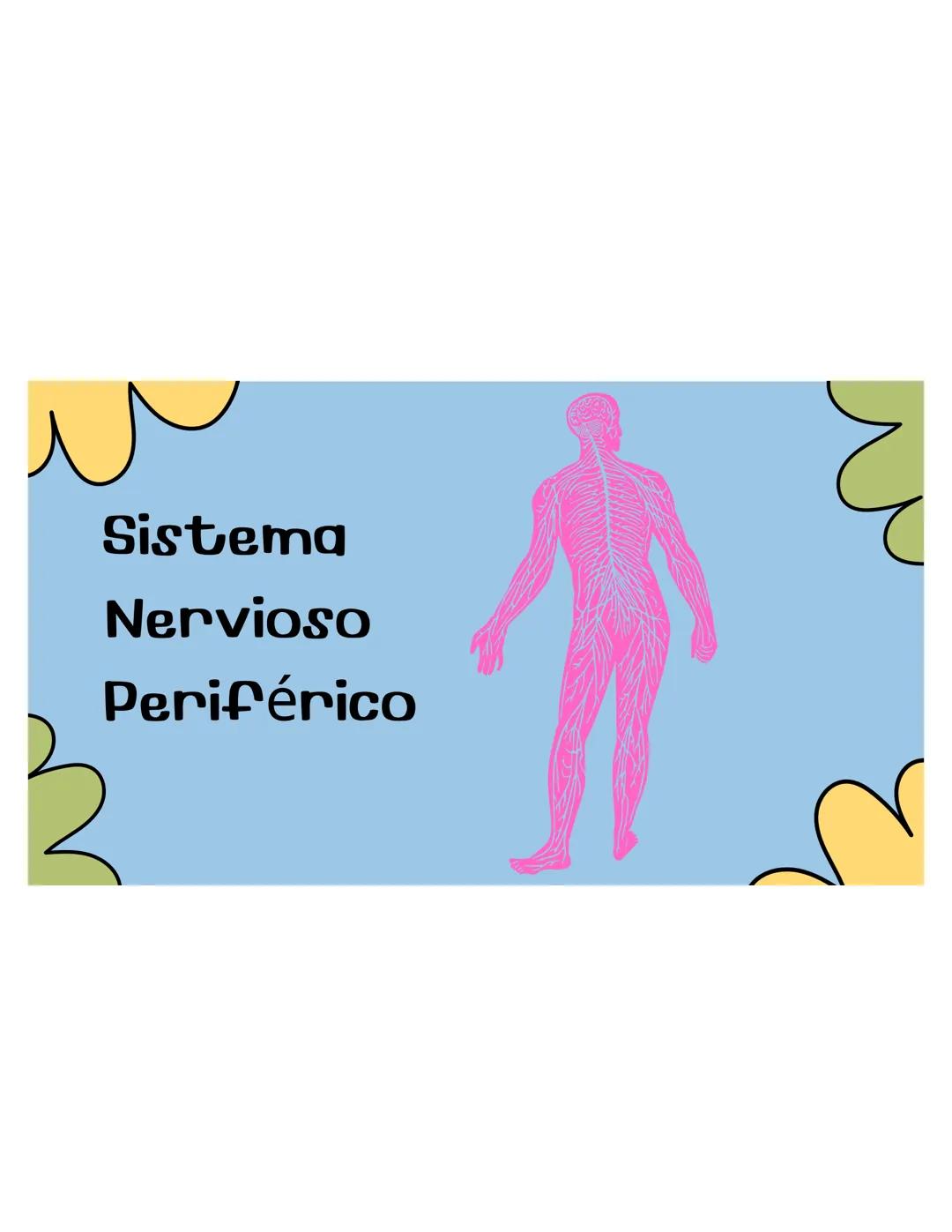SISTEMA
NERVIOSO ## ¿QUÉ ES?
El sistema nervioso es una red compleja de
células y tejidos que procesa y transmite
información en el cuerpo