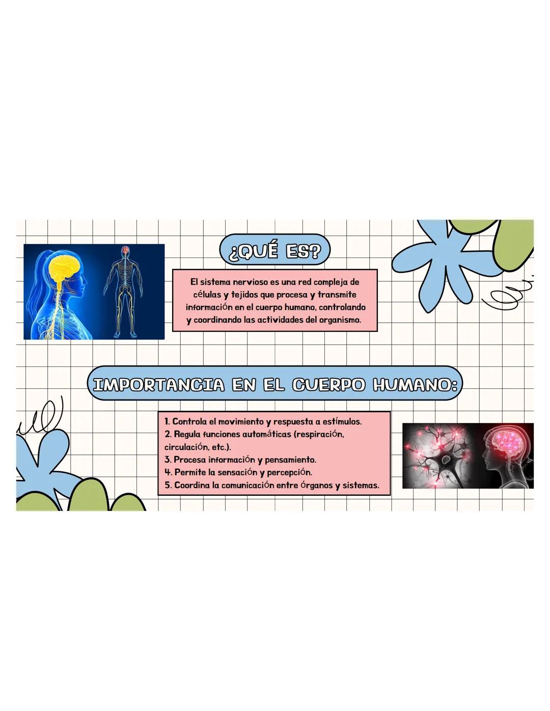 SISTEMA
NERVIOSO ## ¿QUÉ ES?
El sistema nervioso es una red compleja de
células y tejidos que procesa y transmite
información en el cuerpo