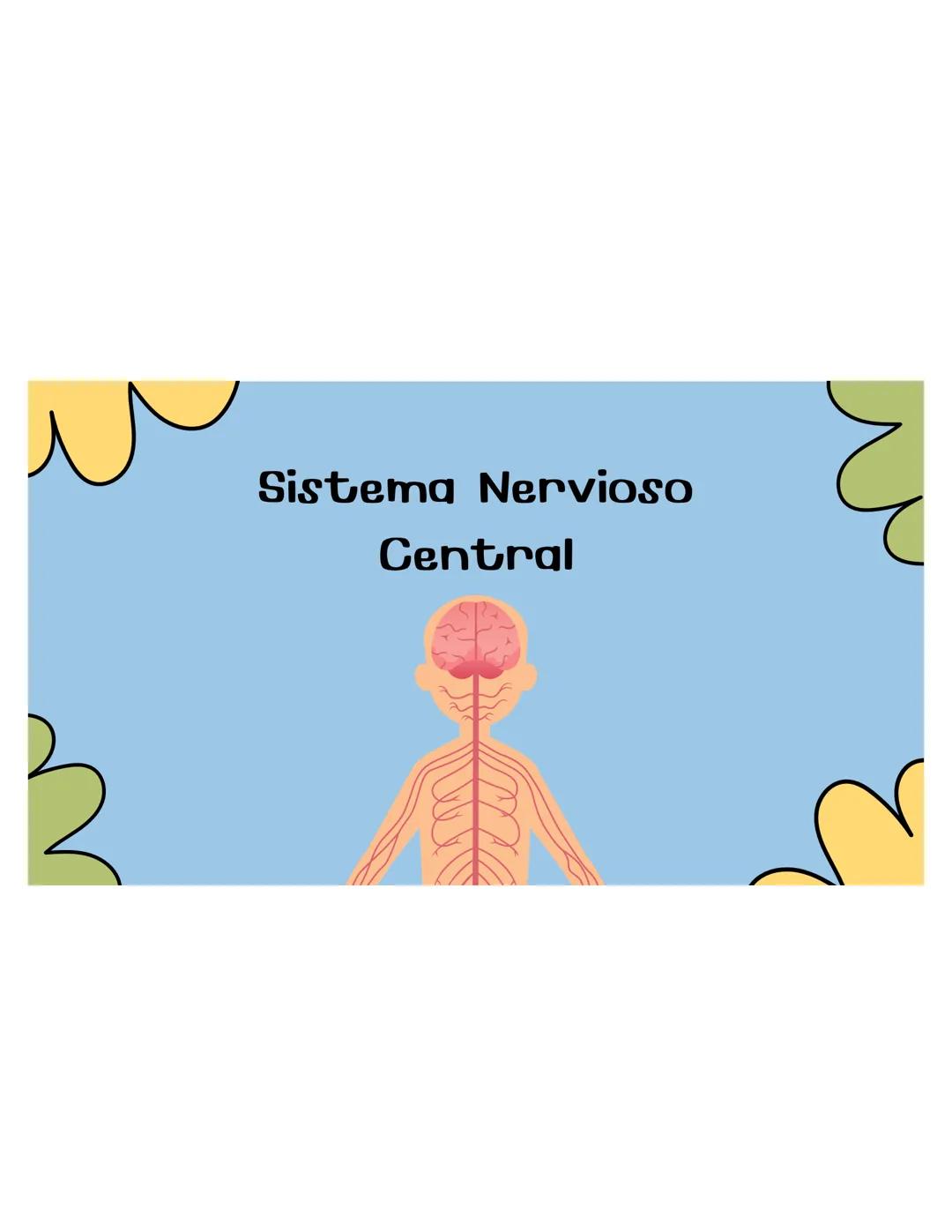 SISTEMA
NERVIOSO ## ¿QUÉ ES?
El sistema nervioso es una red compleja de
células y tejidos que procesa y transmite
información en el cuerpo