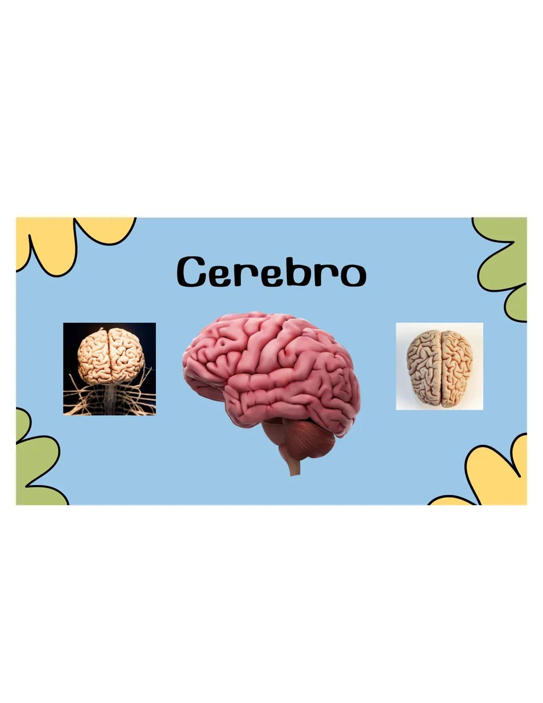 SISTEMA
NERVIOSO ## ¿QUÉ ES?
El sistema nervioso es una red compleja de
células y tejidos que procesa y transmite
información en el cuerpo