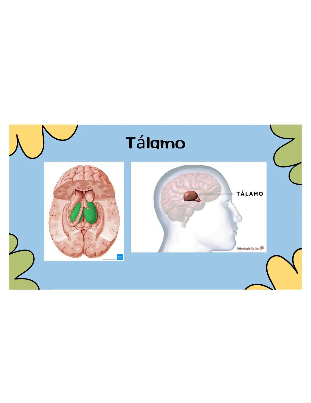 SISTEMA
NERVIOSO ## ¿QUÉ ES?
El sistema nervioso es una red compleja de
células y tejidos que procesa y transmite
información en el cuerpo