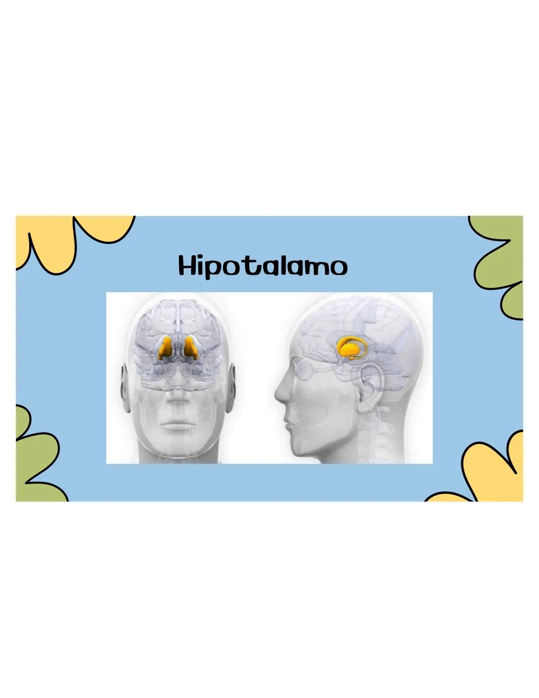 SISTEMA
NERVIOSO ## ¿QUÉ ES?
El sistema nervioso es una red compleja de
células y tejidos que procesa y transmite
información en el cuerpo