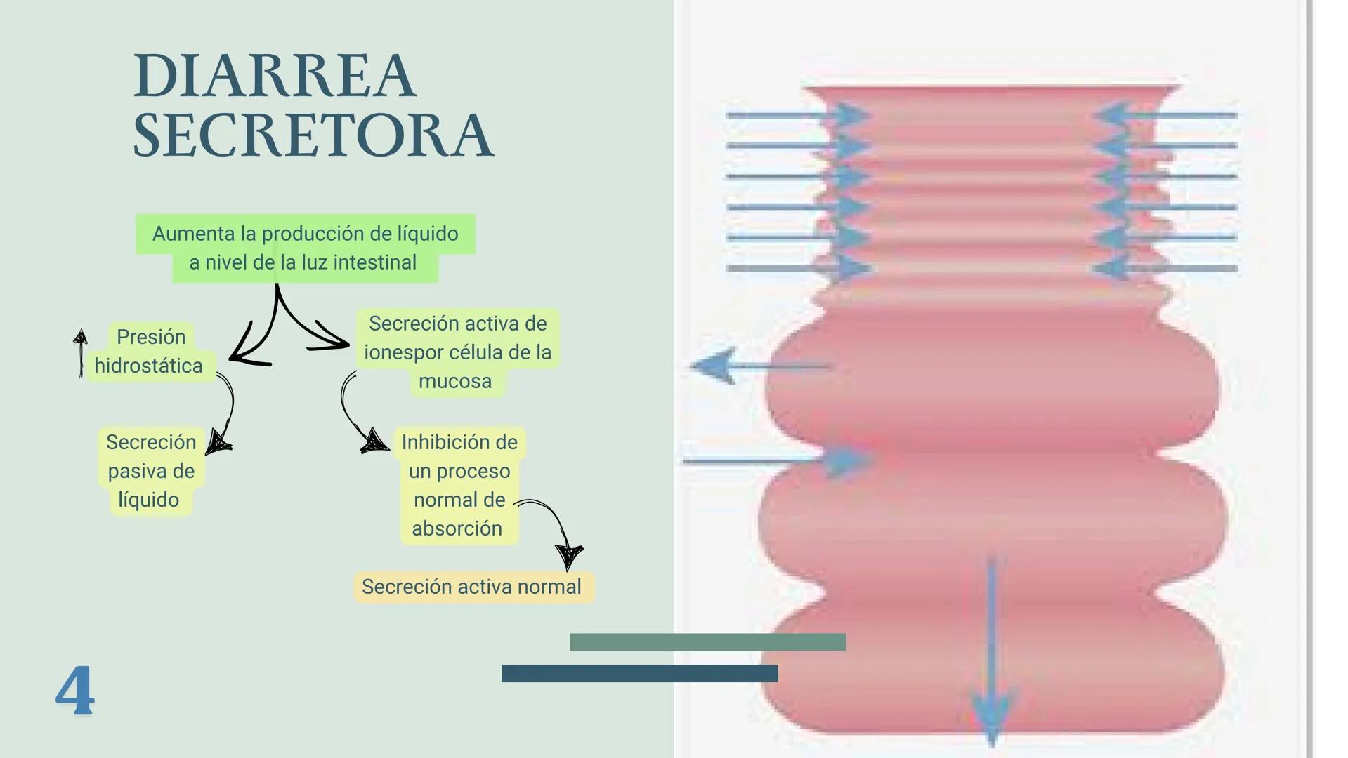UBBJ
DIARREAS
INFECCIOSAS
Por Virus y Bacterias 1
# DEFINICIÓN
Según la OMS como la eliminación de heces
líquidas o semiliquidas en un nú
