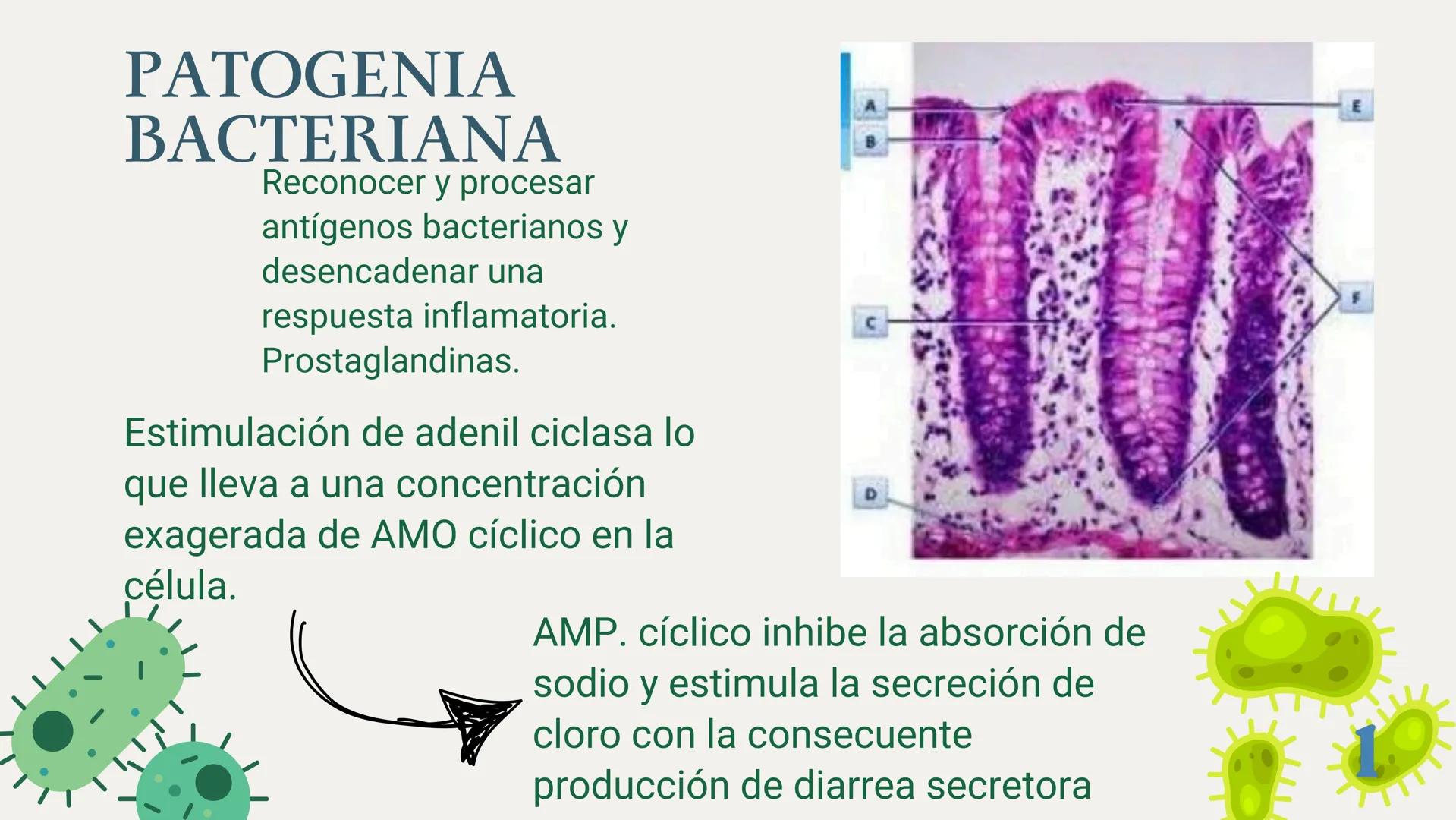 UBBJ
DIARREAS
INFECCIOSAS
Por Virus y Bacterias 1
# DEFINICIÓN
Según la OMS como la eliminación de heces
líquidas o semiliquidas en un nú