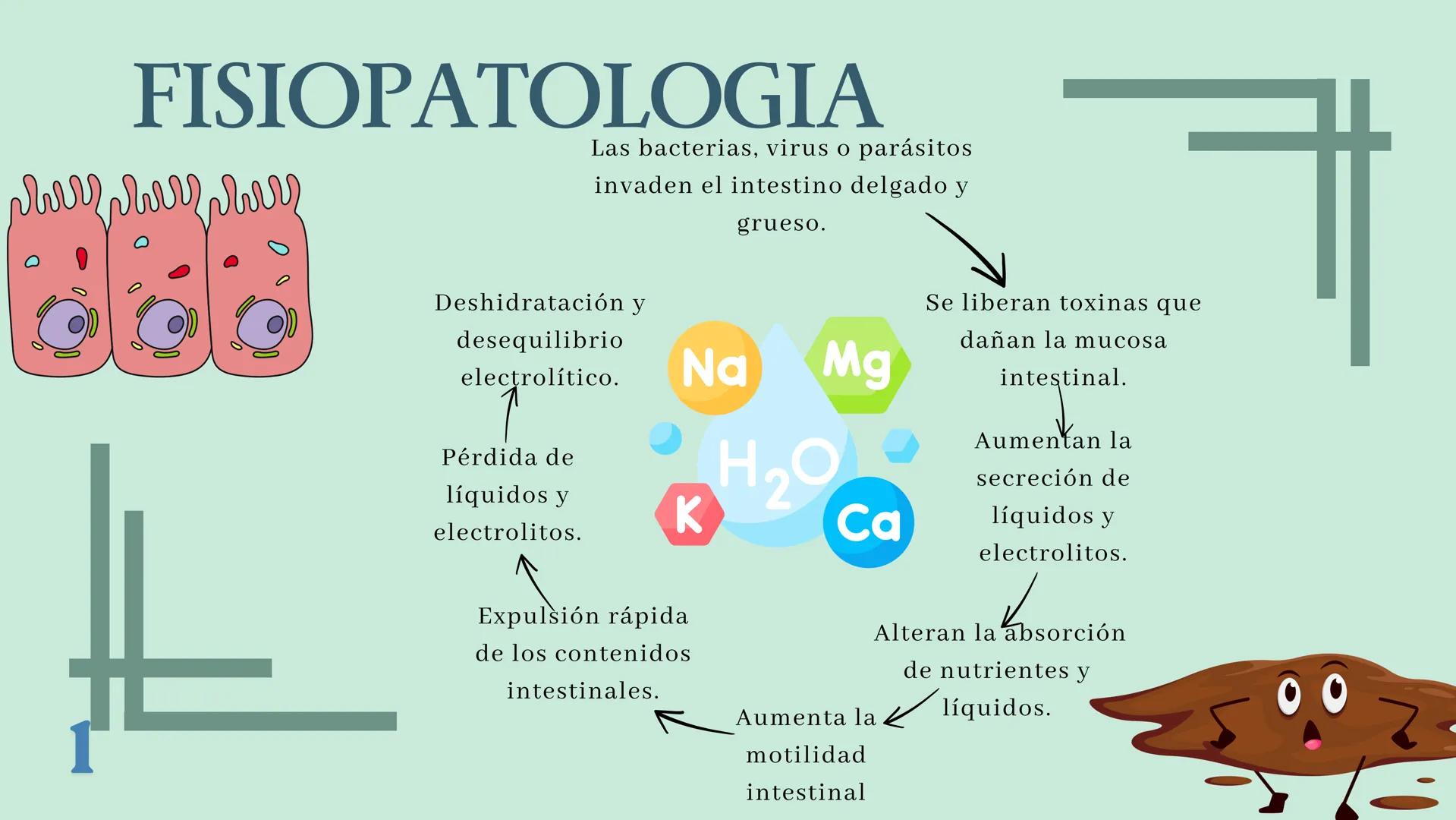 UBBJ
DIARREAS
INFECCIOSAS
Por Virus y Bacterias 1
# DEFINICIÓN
Según la OMS como la eliminación de heces
líquidas o semiliquidas en un nú