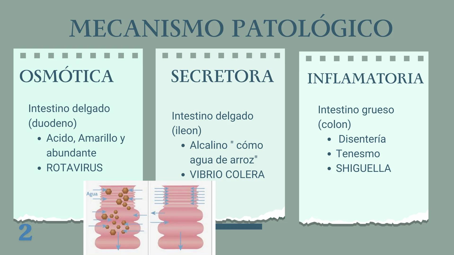 UBBJ
DIARREAS
INFECCIOSAS
Por Virus y Bacterias 1
# DEFINICIÓN
Según la OMS como la eliminación de heces
líquidas o semiliquidas en un nú